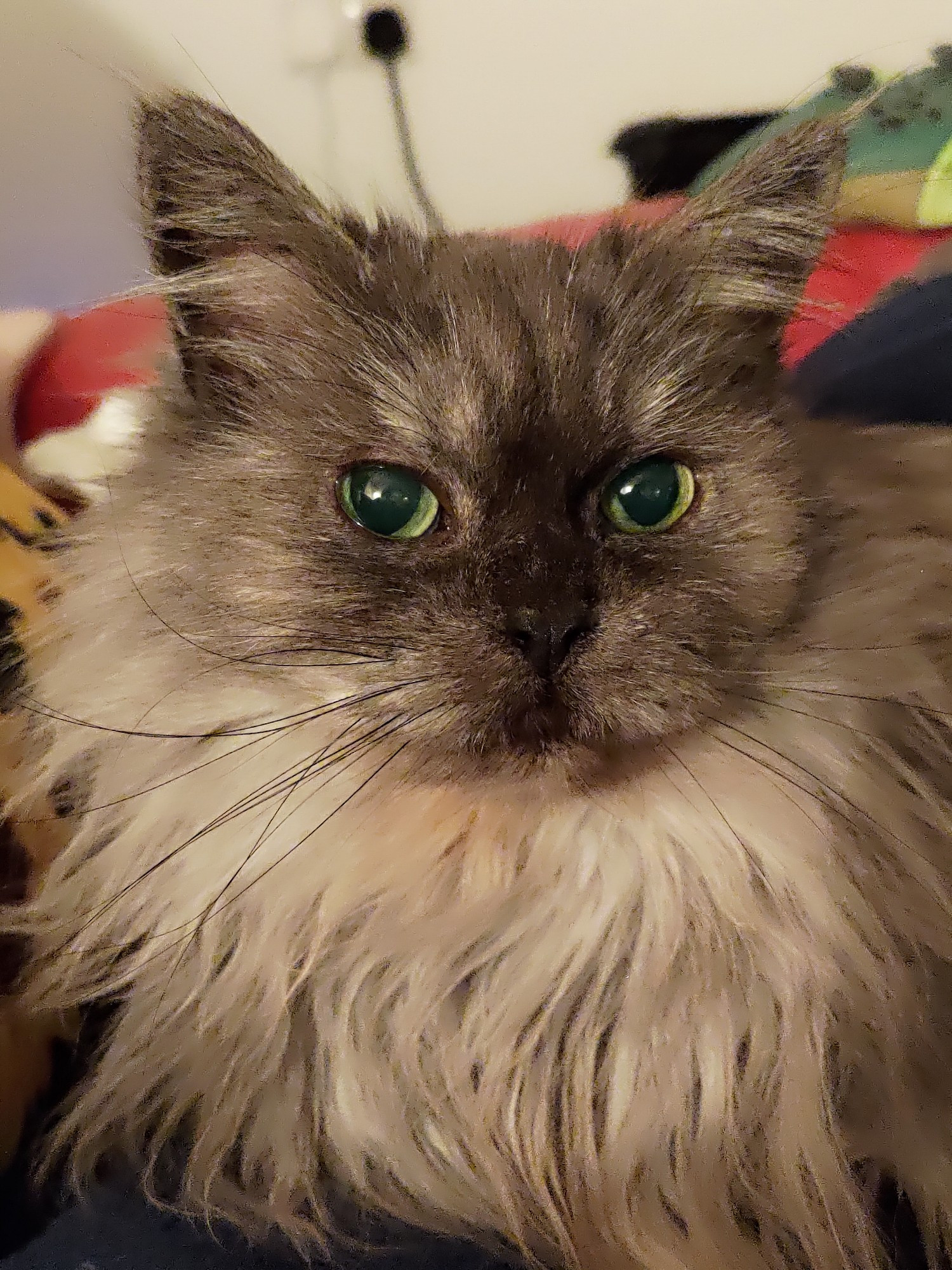 Mine and the boyfriend's cat.Female Maine coon ragdoll cross we think?. Rescued from previous home. Likes attention, wafer thin chicken and being spoiled.