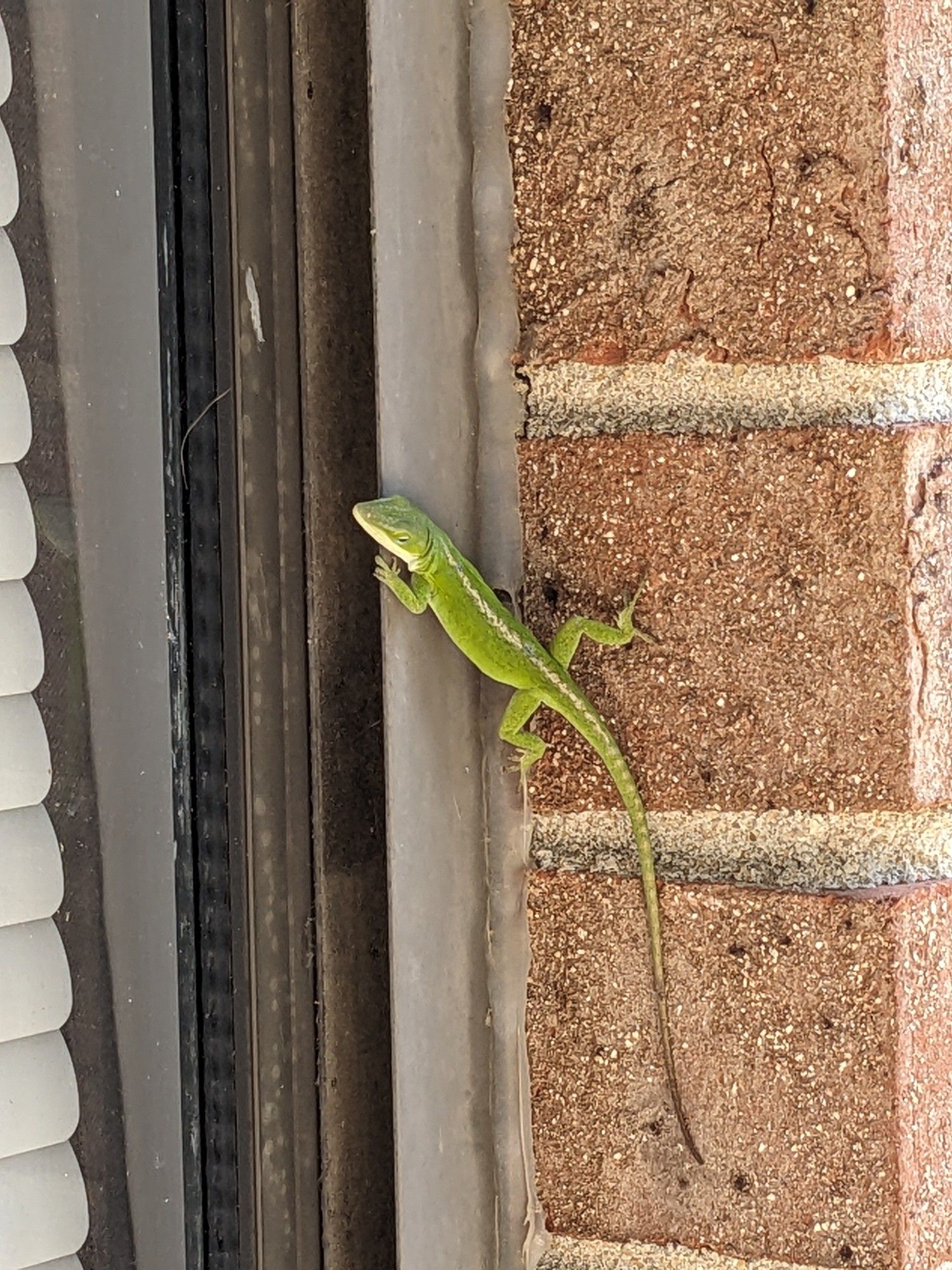 Picture of a small green lizard next to a window