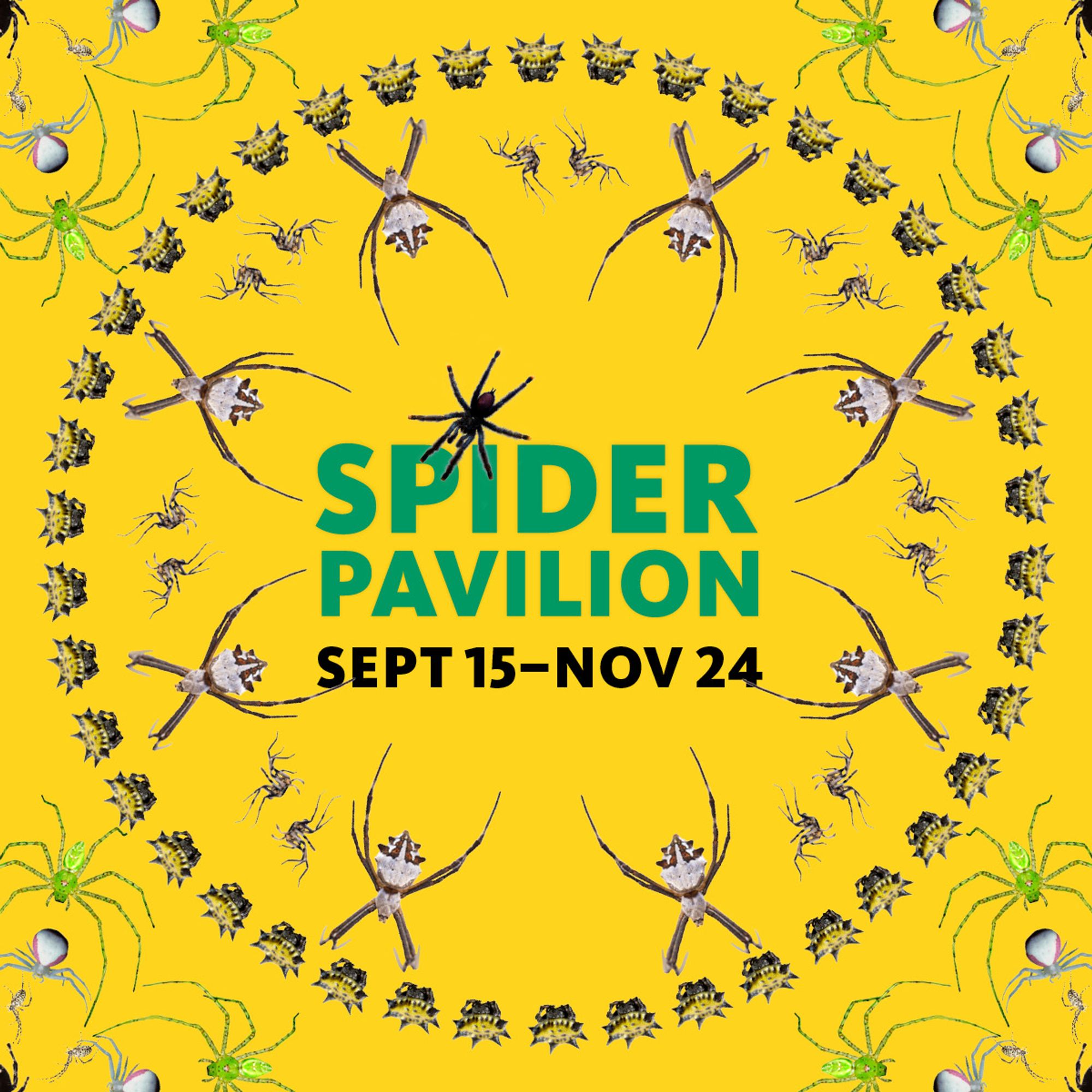 A mandala of various spider species on a yellow background with green and black text, "Spider Pavilion, Sept 15 - Nov 24".