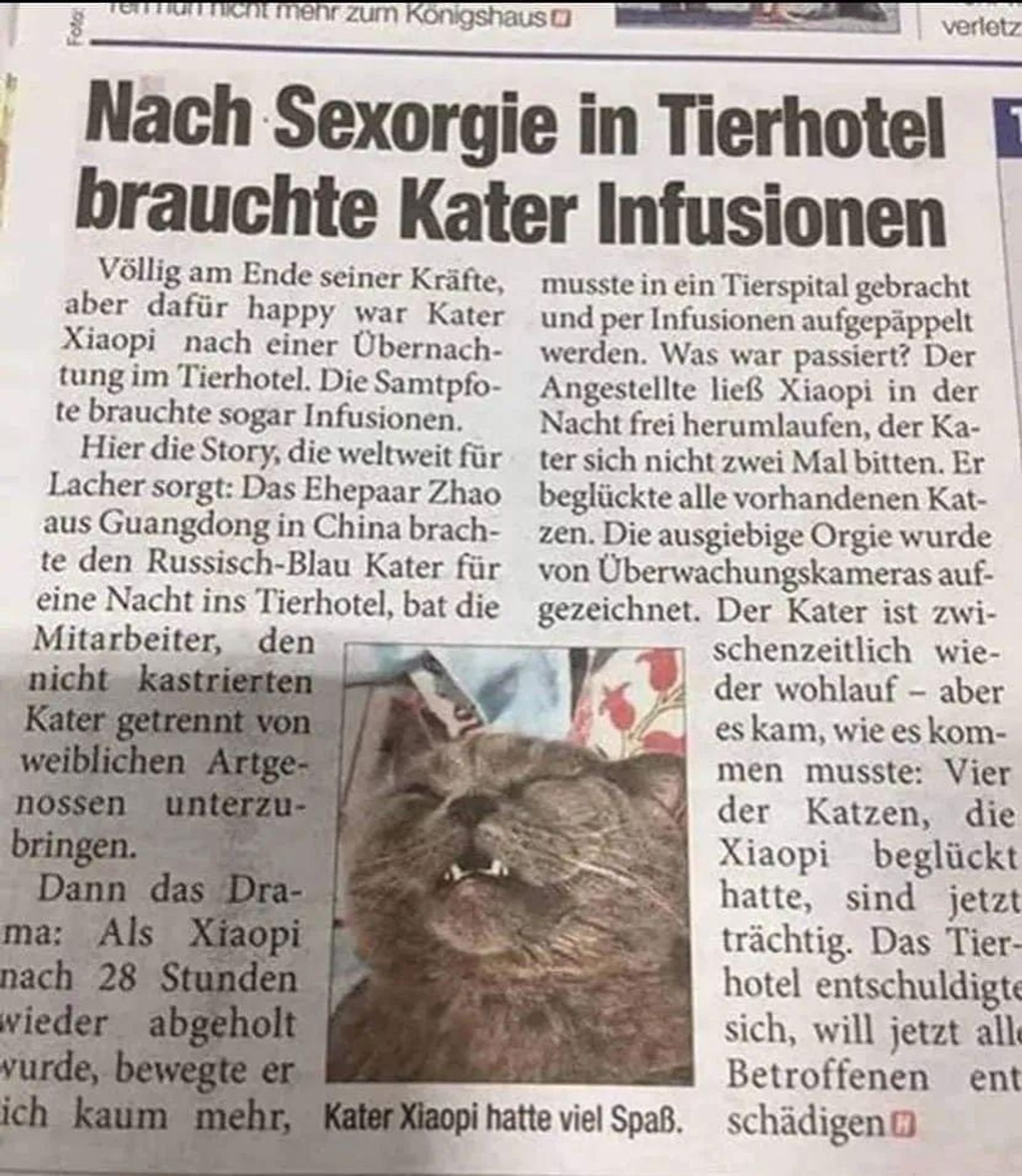 Zeitungsartikel über einen Kater, der Nachts in einem Tierhotel so viele Katzen beglückt hat, dass er anschließend so erschöpft war und deswegen eine Infusion brauchte.