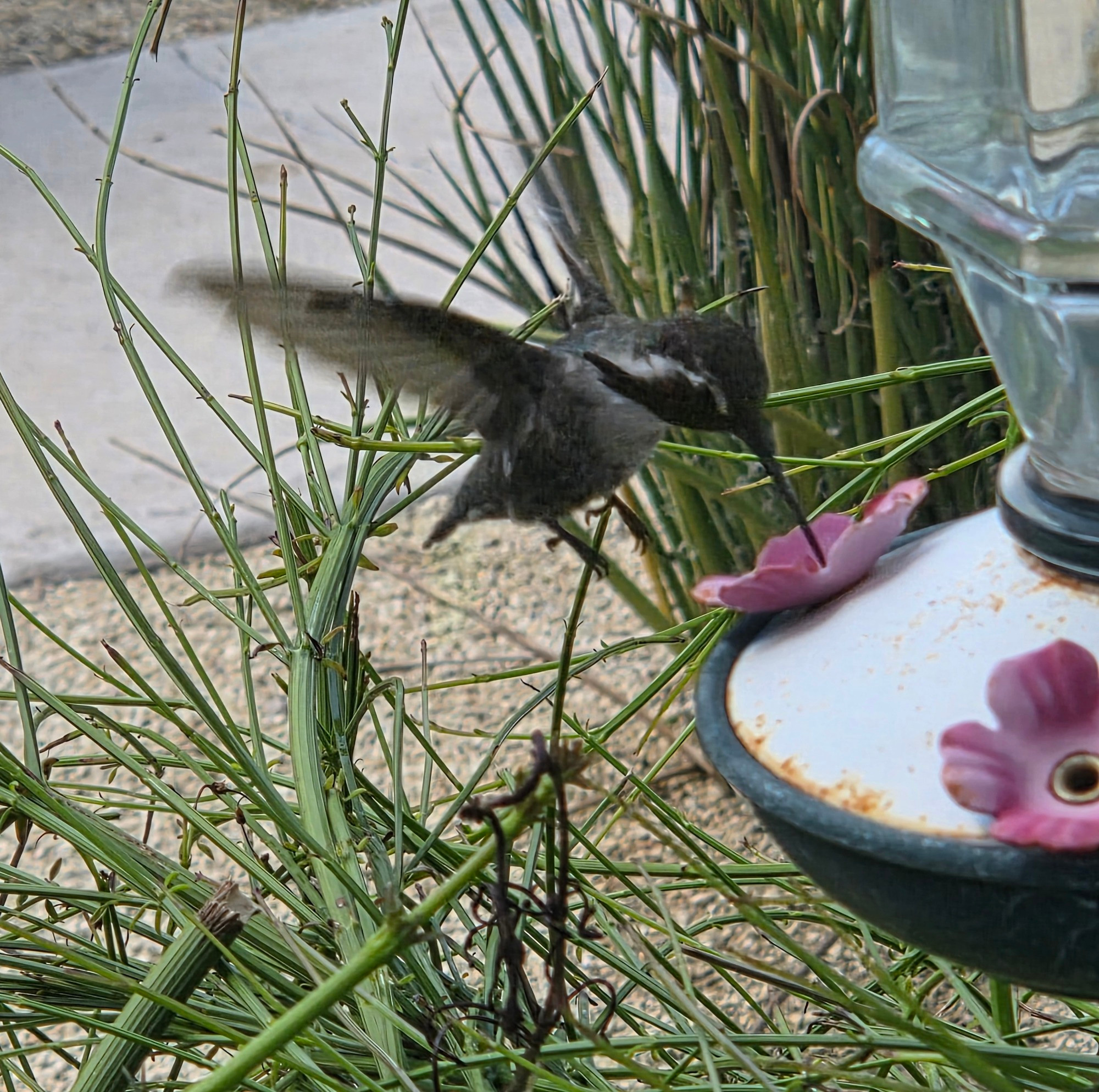 Male Costa's Hummingbird at the feeder, Historic Villa Roma, Palm Springs, August 27, 2025.

More flora and photos:

https://www.inaturalist.org/observations?place_id=any&user_id=dgrimmphd&verifiable=any

#Bird
#Birds
#Nature
#Wildlife
#BirdsUS
#Hummingbird
#Hummingbirds
#CostasHummingbird
#PalmSprings