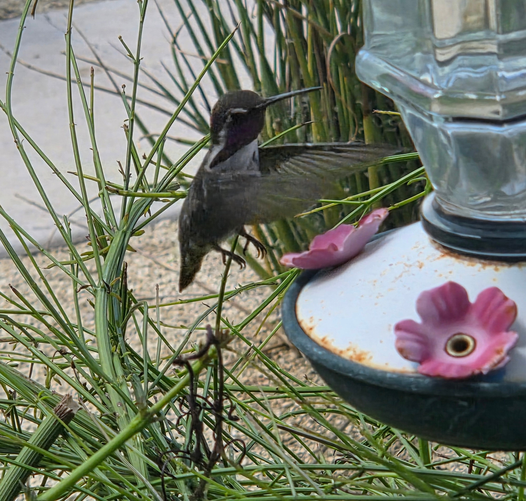 Male Costa's Hummingbird at the feeder, Historic Villa Roma, Palm Springs, August 27, 2025.

More flora and photos:

https://www.inaturalist.org/observations?place_id=any&user_id=dgrimmphd&verifiable=any

#Bird
#Birds
#Nature
#Wildlife
#BirdsUS
#Hummingbird
#Hummingbirds
#CostasHummingbird
#PalmSprings