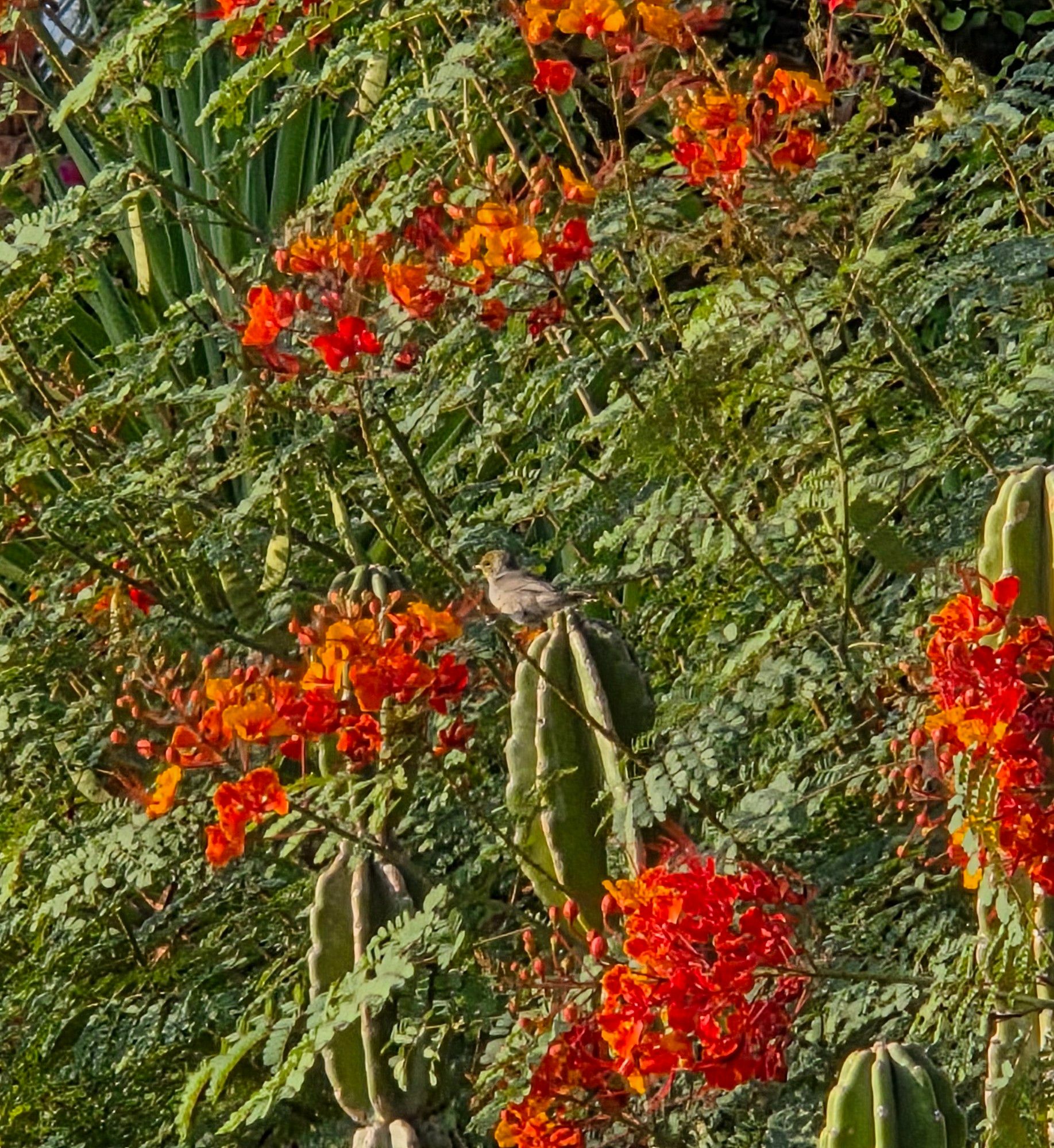 Peripatetic Verdin, Historic Indian Canyons Neighborhood, Palm Springs, August 27, 2025.

More flora and photos:

https://www.inaturalist.org/observations?place_id=any&user_id=dgrimmphd&verifiable=any

#Bird
#Birds
#Nature
#Wildlife
#BirdsUS
#Verdin
#PalmSprings