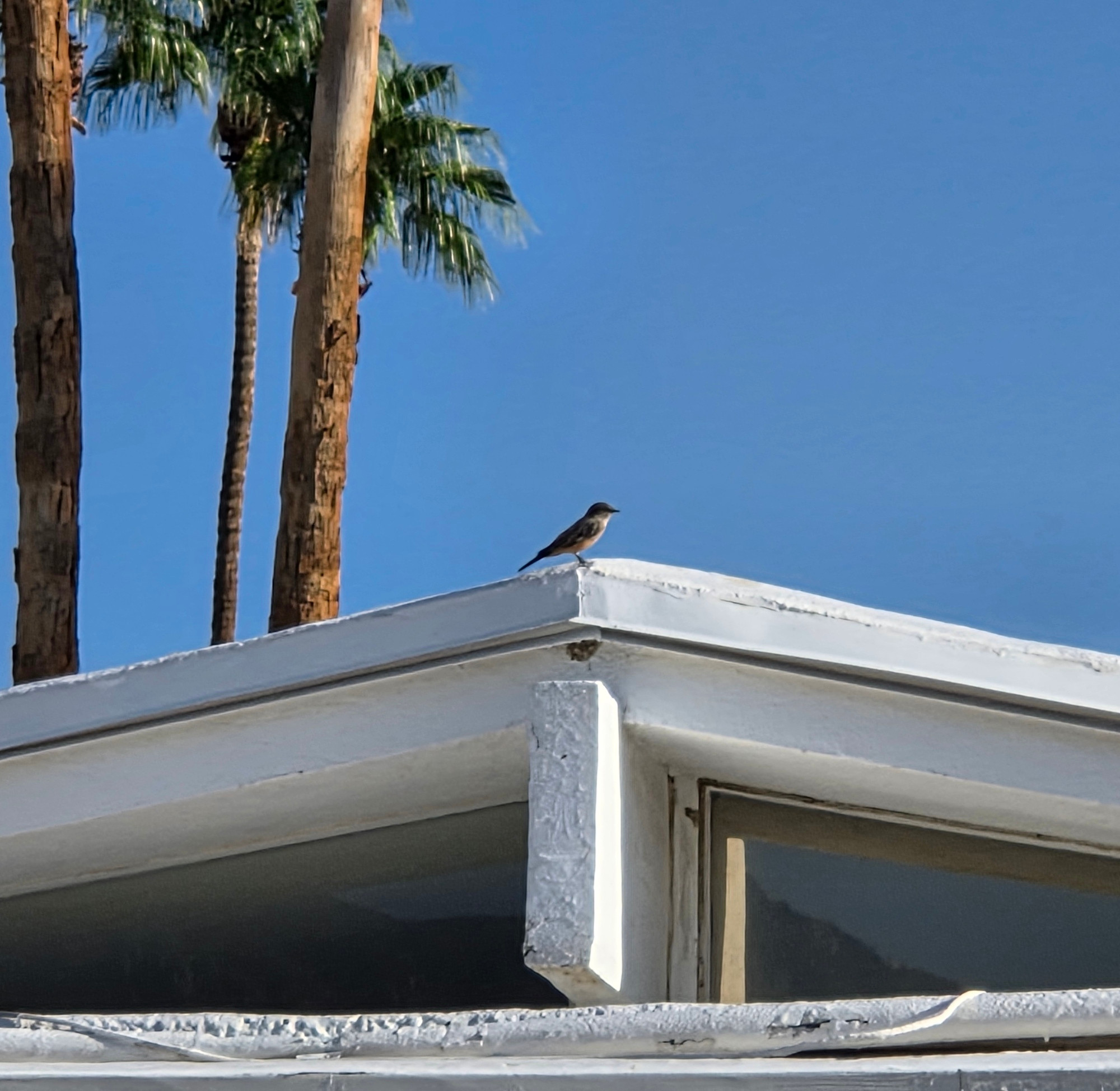 Say's Phoebe taking flight, Historic Indian Canyons Neighborhood, Palm Springs, August 27, 2025.

More flora and photos:

https://www.inaturalist.org/observations?place_id=any&user_id=dgrimmphd&verifiable=any

#Bird
#Birds
#Nature
#Wildlife
#BirdsUS
#Phoebe
#Phoebes
#SaysPhoebe
#PalmSprings