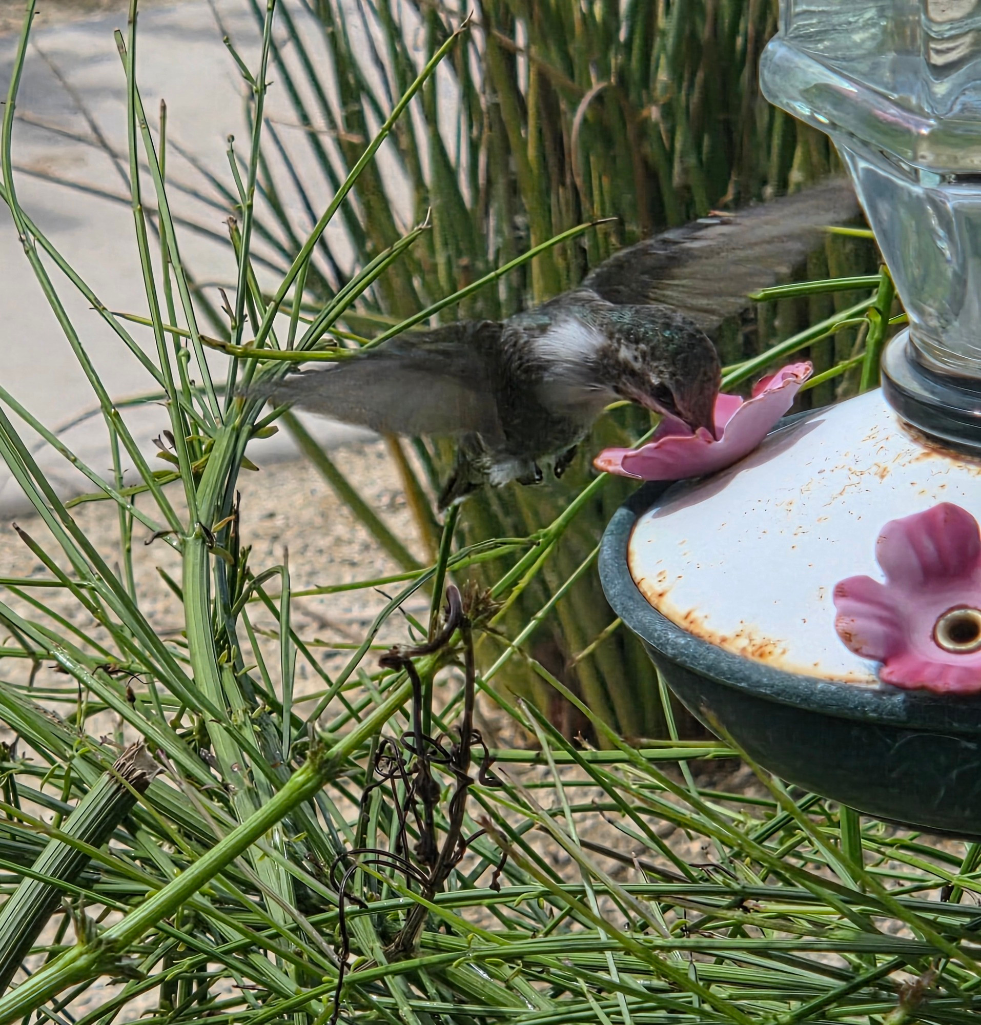 Male Costa's Hummingbird at the feeder, Historic Villa Roma, Palm Springs, August 27, 2025.

More flora and photos:

https://www.inaturalist.org/observations?place_id=any&user_id=dgrimmphd&verifiable=any

#Bird
#Birds
#Nature
#Wildlife
#BirdsUS
#Hummingbird
#Hummingbirds
#CostasHummingbird
#PalmSprings