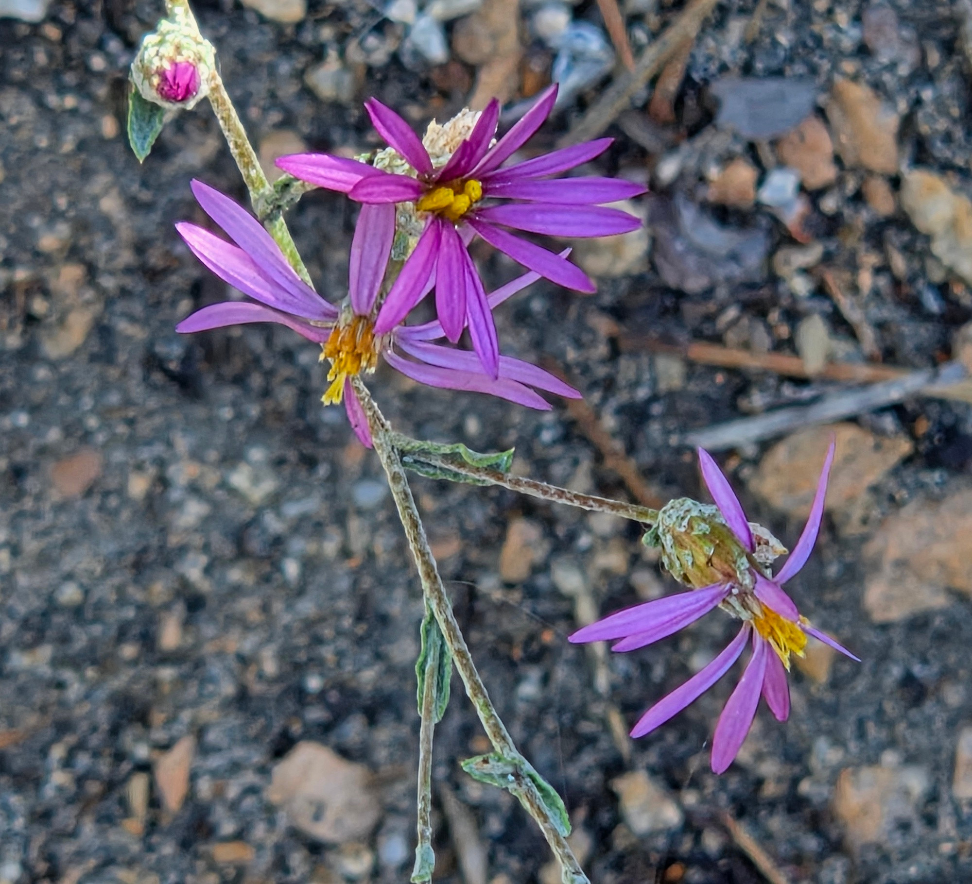 California Aster budding and blooming, Green Valley Lake, San Bernardino National Forest, August 24, 2025

More flora and fauna photos:

https://www.inaturalist.org/observations?place_id=any&user_id=dgrimmphd&verifiable=any

#Flower
#Flowers
#Nature
#Aster
#Asters
#CaliforniaAster
#GreenValleyLake
#SanBernardinoNationalForest
#SanBernardinoMountains