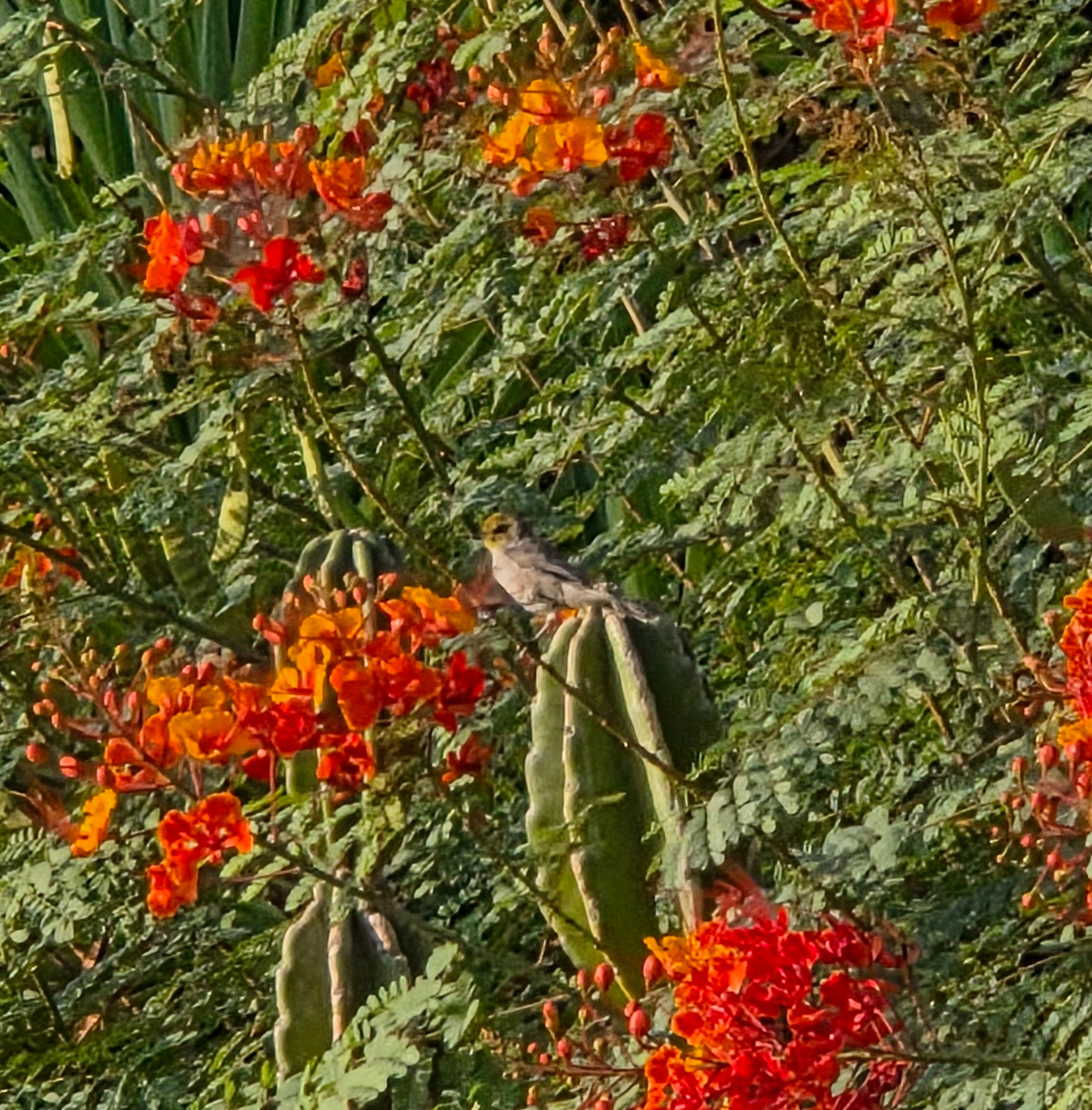 Peripatetic Verdin, Historic Indian Canyons Neighborhood, Palm Springs, August 27, 2025.

More flora and photos:

https://www.inaturalist.org/observations?place_id=any&user_id=dgrimmphd&verifiable=any

#Bird
#Birds
#Nature
#Wildlife
#BirdsUS
#Verdin
#PalmSprings