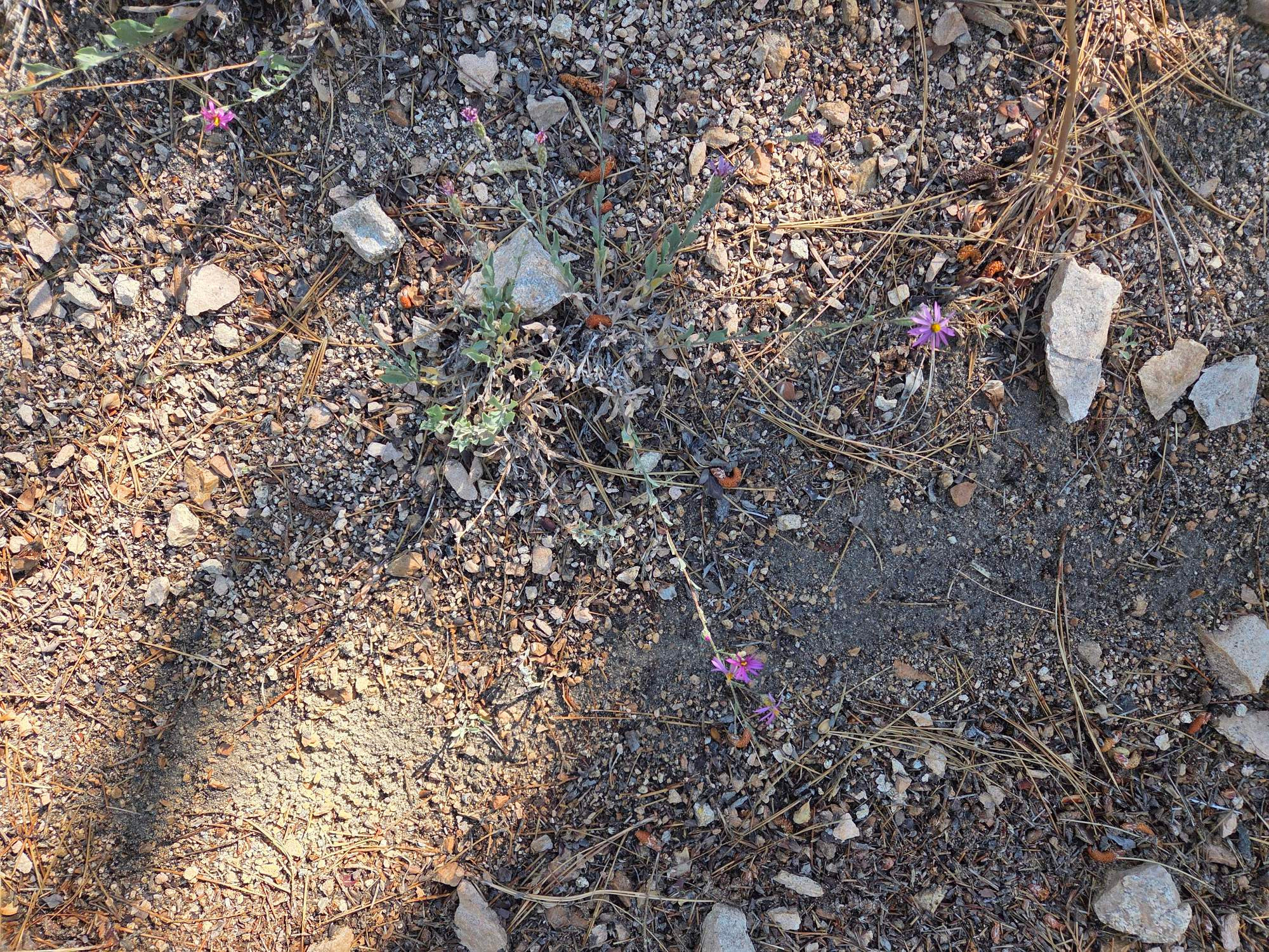 California Aster budding and blooming, Green Valley Lake, San Bernardino National Forest, August 24, 2025

More flora and fauna photos:

https://www.inaturalist.org/observations?place_id=any&user_id=dgrimmphd&verifiable=any

#Flower
#Flowers
#Nature
#Aster
#Asters
#CaliforniaAster
#GreenValleyLake
#SanBernardinoNationalForest
#SanBernardinoMountains
