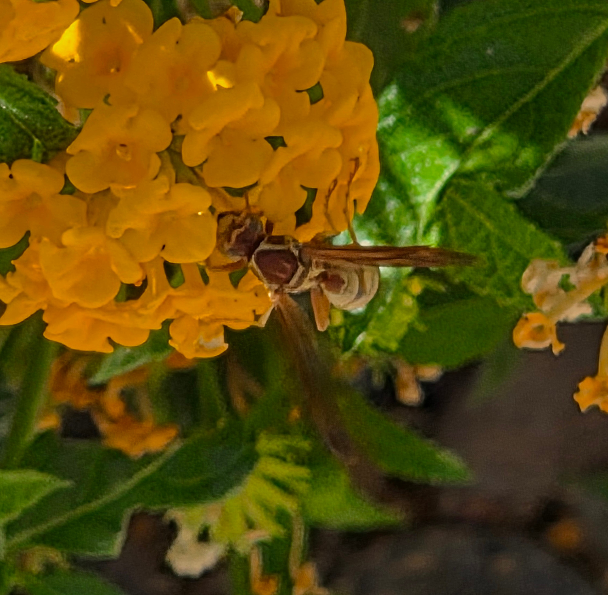 Golden Paper Wasp pollinating a lantana, Historic Villa Roma, Palm Springs, August 17, 2025.

More flora and fauna photos:

https://www.inaturalist.org/observations?place_id=any&user_id=dgrimmphd&verifiable=any

#Insect
#Insects
#Nature
#Wildlife
#Wasp
#Wasps
#GoldenPaperWasp
#PalmSprings