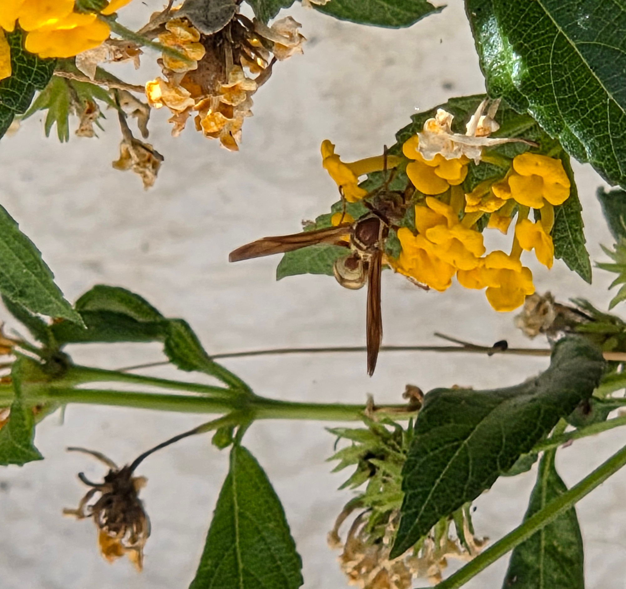 Golden Paper Wasp pollinating a lantana, Historic Villa Roma, Palm Springs, August 17, 2025.

More flora and fauna photos:

https://www.inaturalist.org/observations?place_id=any&user_id=dgrimmphd&verifiable=any

#Insect
#Insects
#Nature
#Wildlife
#Wasp
#Wasps
#GoldenPaperWasp
#PalmSprings
