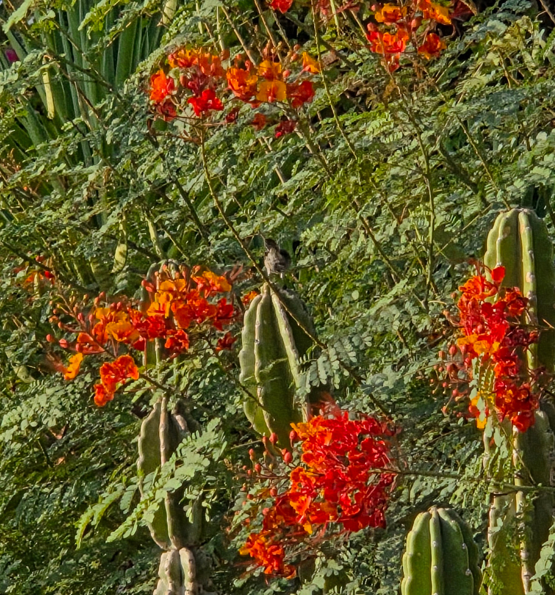 Peripatetic Verdin, Historic Indian Canyons Neighborhood, Palm Springs, August 27, 2025.

More flora and photos:

https://www.inaturalist.org/observations?place_id=any&user_id=dgrimmphd&verifiable=any

#Bird
#Birds
#Nature
#Wildlife
#BirdsUS
#Verdin
#PalmSprings