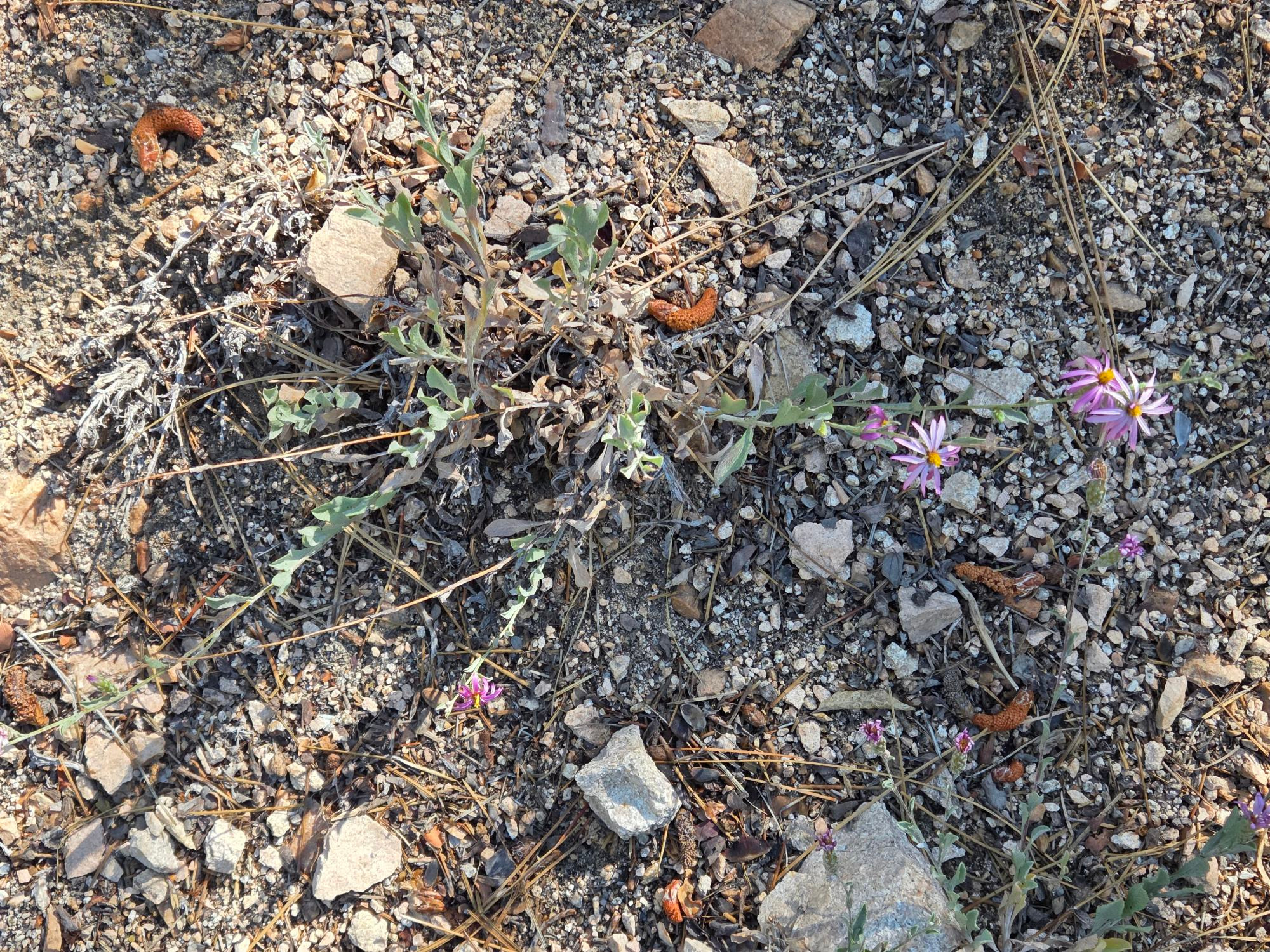 California Aster budding and blooming, Green Valley Lake, San Bernardino National Forest, August 24, 2025

More flora and fauna photos:

https://www.inaturalist.org/observations?place_id=any&user_id=dgrimmphd&verifiable=any

#Flower
#Flowers
#Nature
#Aster
#Asters
#CaliforniaAster
#GreenValleyLake
#SanBernardinoNationalForest
#SanBernardinoMountains