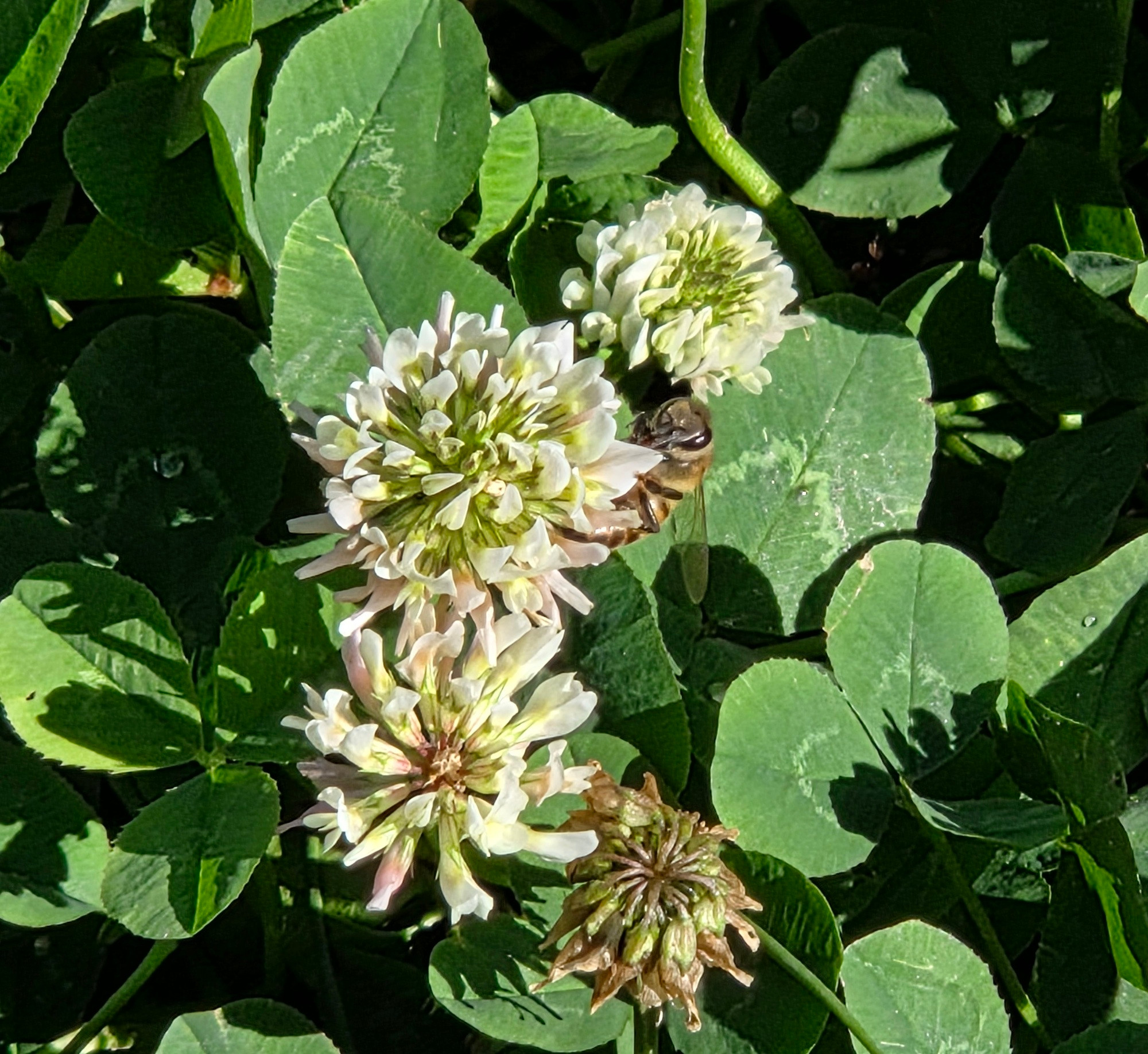 White Clover blooming, Green Valley Lake, San Bernardino National Forest, August 24, 2025

More flora and fauna photos:

https://www.inaturalist.org/observations?place_id=any&user_id=dgrimmphd&verifiable=any

#Flower
#Flowers
#Nature
#Clover
#Clovers
#SpanishClover
#WhiteClover
#GreenValleyLake
#SanBernardinoNationalForest