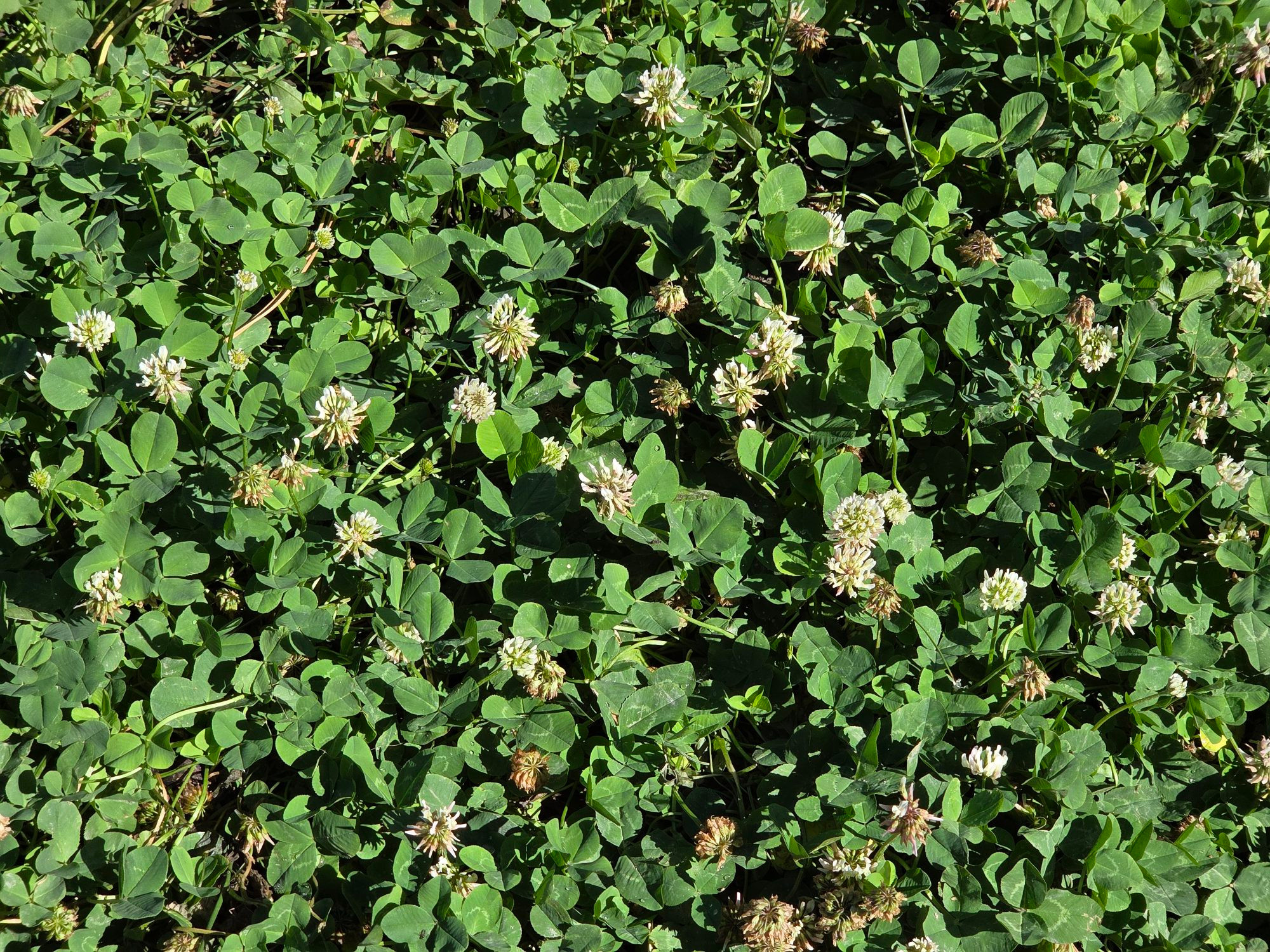 White Clover blooming, Green Valley Lake, San Bernardino National Forest, August 24, 2025

More flora and fauna photos:

https://www.inaturalist.org/observations?place_id=any&user_id=dgrimmphd&verifiable=any

#Flower
#Flowers
#Nature
#Clover
#Clovers
#SpanishClover
#WhiteClover
#GreenValleyLake
#SanBernardinoNationalForest