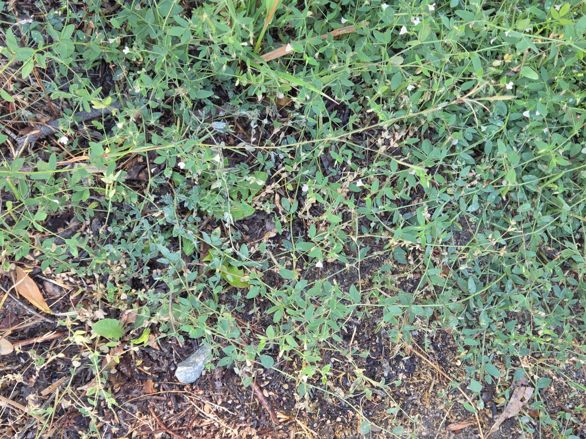 Spanish Clover blooming, Green Valley Lake, San Bernardino National Forest, August 24, 2025

More flora and fauna photos:

https://www.inaturalist.org/observations?place_id=any&user_id=dgrimmphd&verifiable=any

#Flower
#Flowers
#Nature
#Clover
#Clovers
#SpanishClover
#WhiteClover
#GreenValleyLake
#SanBernardinoNationalForest
