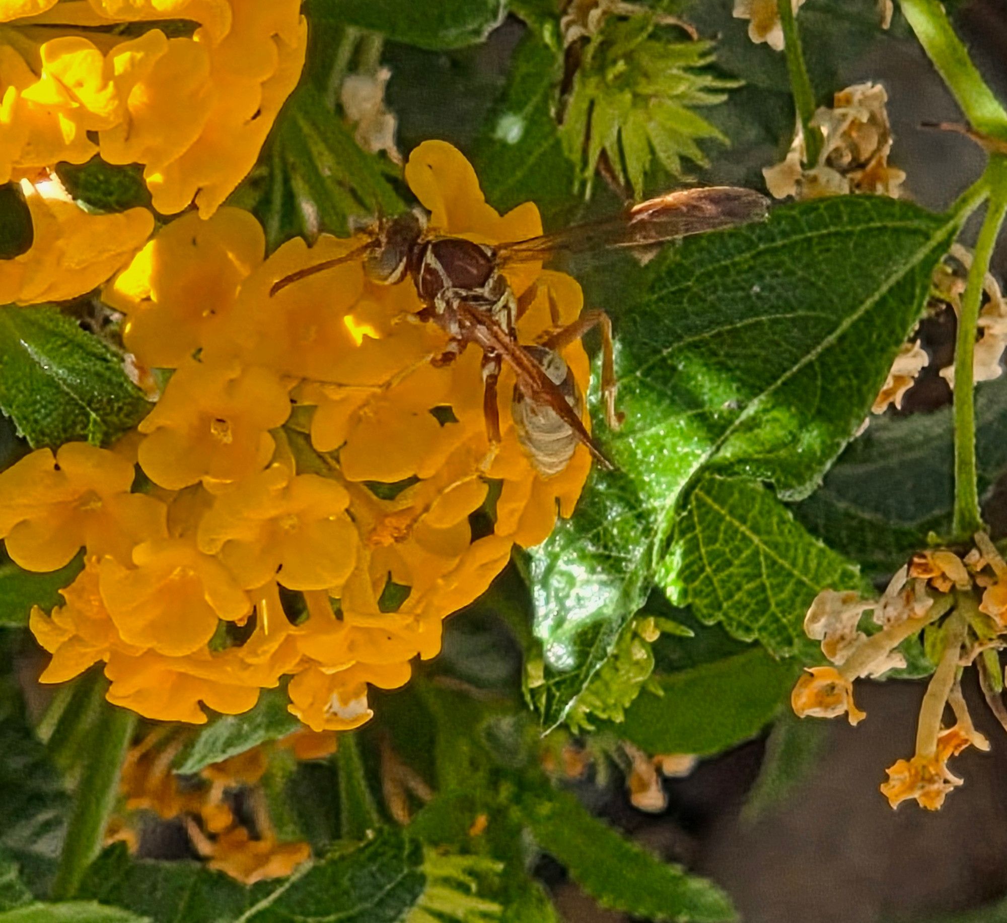 Golden Paper Wasp pollinating a lantana, Historic Villa Roma, Palm Springs, August 17, 2025.

More flora and fauna photos:

https://www.inaturalist.org/observations?place_id=any&user_id=dgrimmphd&verifiable=any

#Insect
#Insects
#Nature
#Wildlife
#Wasp
#Wasps
#GoldenPaperWasp
#PalmSprings