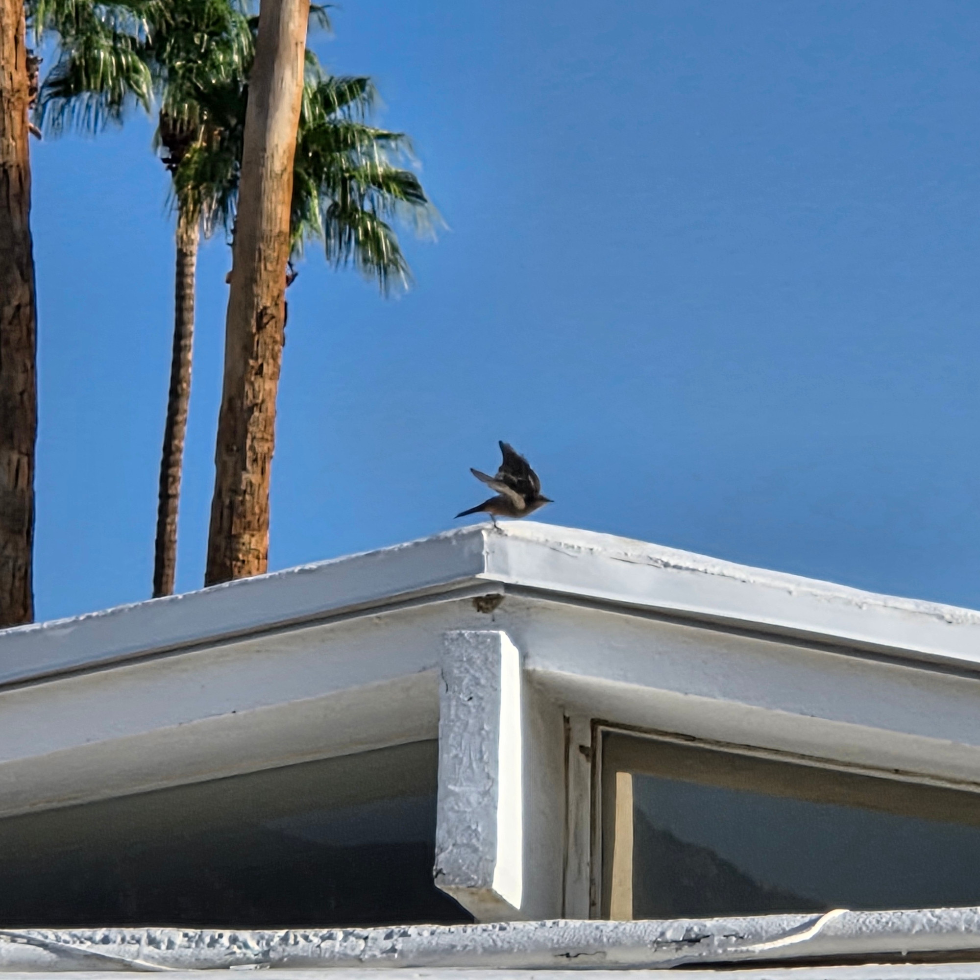 Say's Phoebe taking flight, Historic Indian Canyons Neighborhood, Palm Springs, August 27, 2025.

More flora and photos:

https://www.inaturalist.org/observations?place_id=any&user_id=dgrimmphd&verifiable=any

#Bird
#Birds
#Nature
#Wildlife
#BirdsUS
#Phoebe
#Phoebes
#SaysPhoebe
#PalmSprings