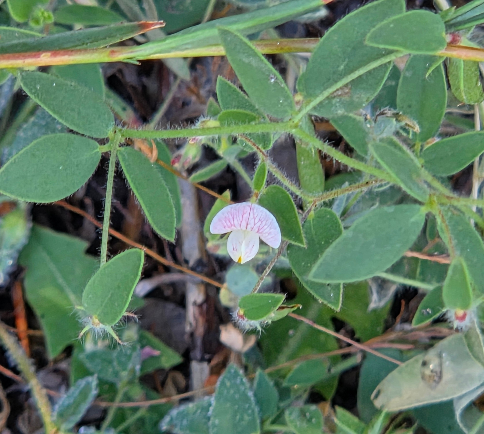 Spanish Clover blooming, Green Valley Lake, San Bernardino National Forest, August 24, 2025

More flora and fauna photos:

https://www.inaturalist.org/observations?place_id=any&user_id=dgrimmphd&verifiable=any

#Flower
#Flowers
#Nature
#Clover
#Clovers
#SpanishClover
#WhiteClover
#GreenValleyLake
#SanBernardinoNationalForest