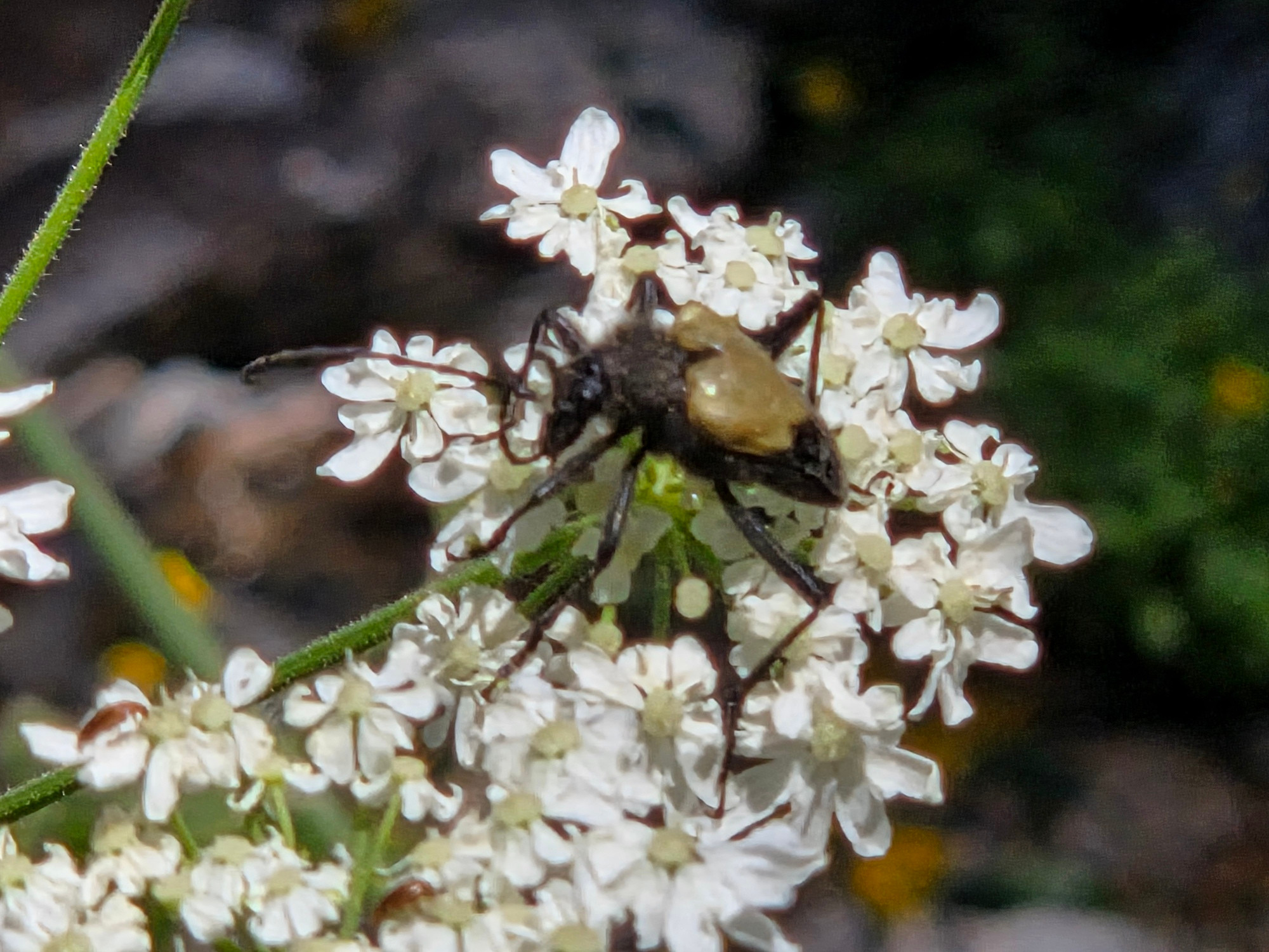 Etorofus Propinquus, Coldwater- George Trail, Emerald Lake, Inyo National Forest, August 10, 2025.

More flora and fauna photos:

https://www.inaturalist.org/observations?place_id=any&user_id=dgrimmphd&verifiable=any

#Insect
#Insects
#Nature
#Wildlife
#EtorofusPropinquus
#ColdwaterGeorgeTrail
#InyoNationalForest