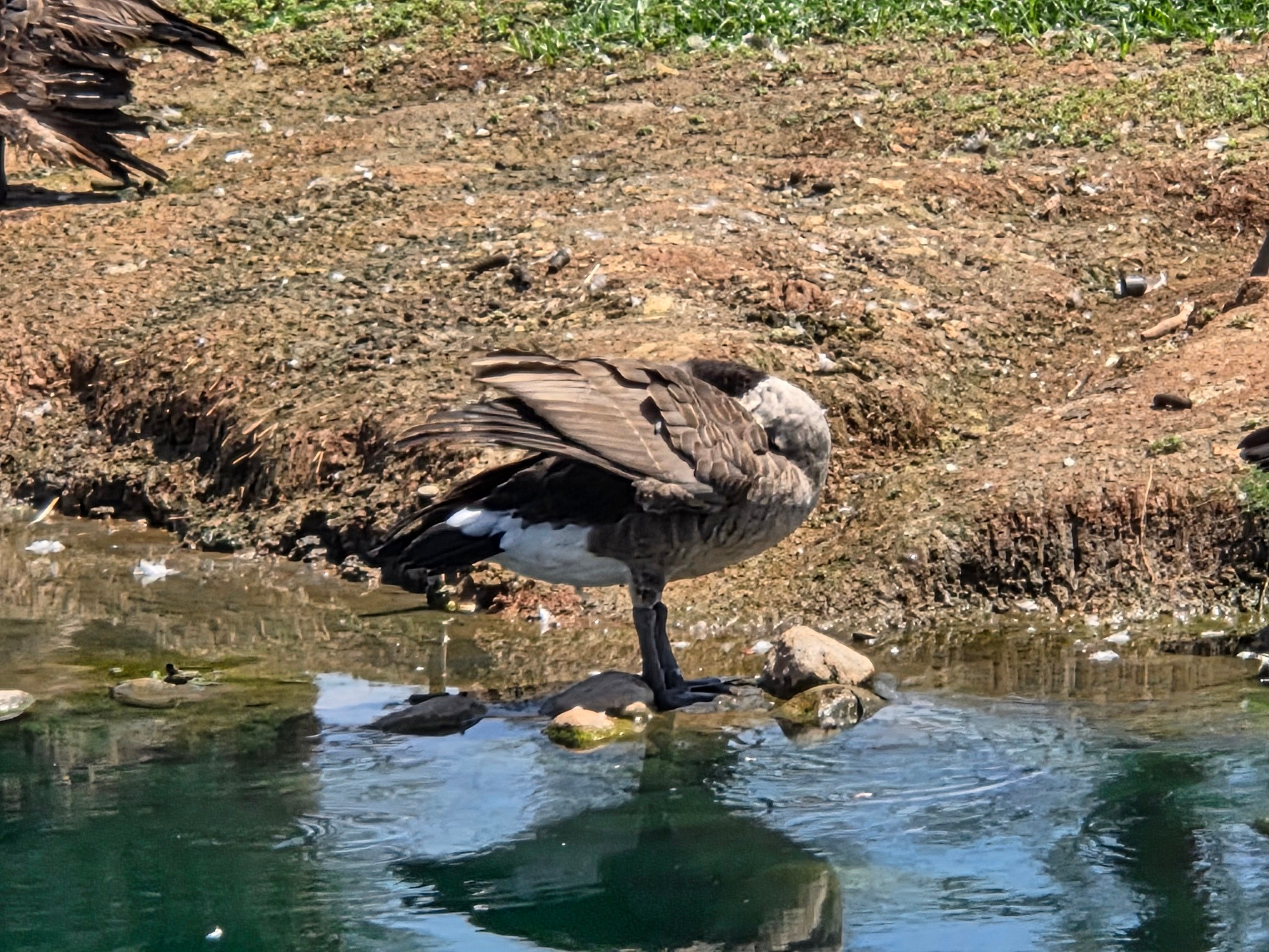 Sleeping Canada Goose, JW Marriott Desert Springs Resort and Spa, Palm Desert, August 22, 2025.

More flora and photos:

https://www.inaturalist.org/observations?place_id=any&user_id=dgrimmphd&verifiable=any

#Bird
#Birds
#Nature
#Wildlife
#BirdsUS
#Goose
#Geese
#CanadaGoose
#PalmDesert