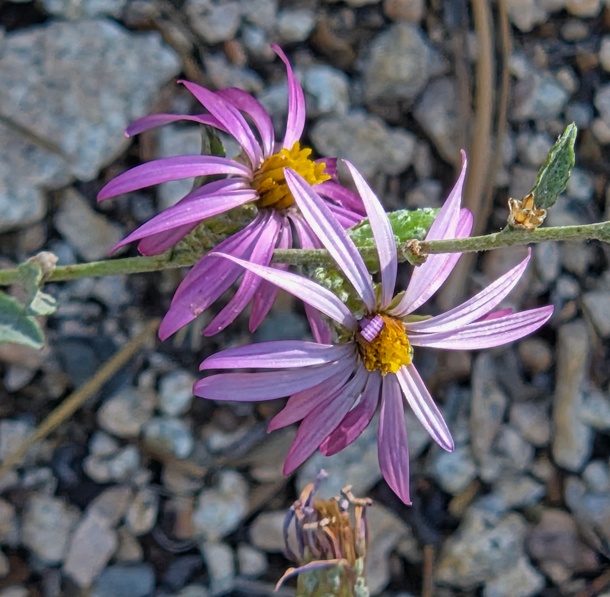 California Aster budding and blooming, Green Valley Lake, San Bernardino National Forest, August 24, 2025

More flora and fauna photos:

https://www.inaturalist.org/observations?place_id=any&user_id=dgrimmphd&verifiable=any

#Flower
#Flowers
#Nature
#Aster
#Asters
#CaliforniaAster
#GreenValleyLake
#SanBernardinoNationalForest
#SanBernardinoMountains