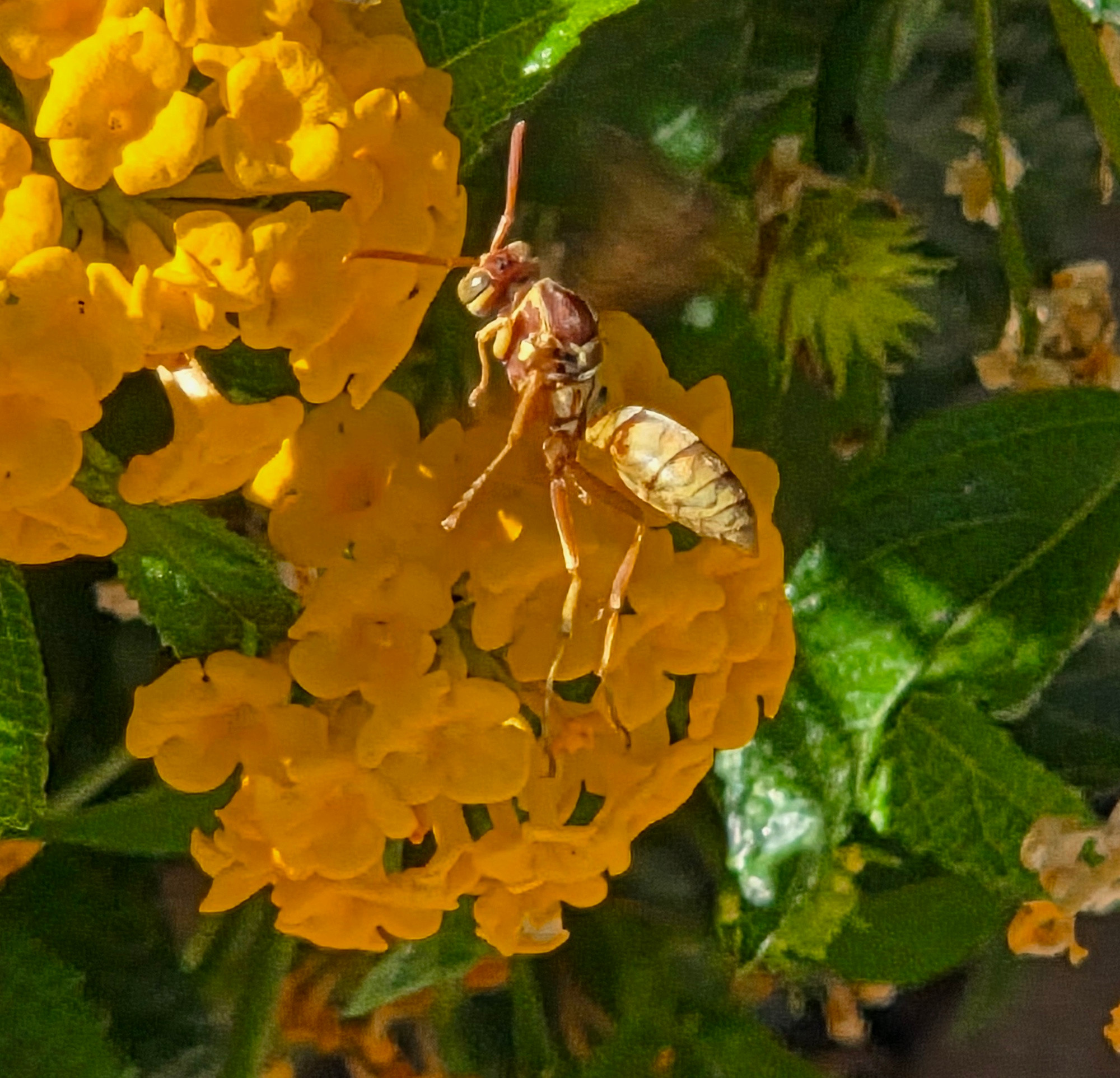 Golden Paper Wasp pollinating a lantana, Historic Villa Roma, Palm Springs, August 17, 2025.

More flora and fauna photos:

https://www.inaturalist.org/observations?place_id=any&user_id=dgrimmphd&verifiable=any

#Insect
#Insects
#Nature
#Wildlife
#Wasp
#Wasps
#GoldenPaperWasp
#PalmSprings