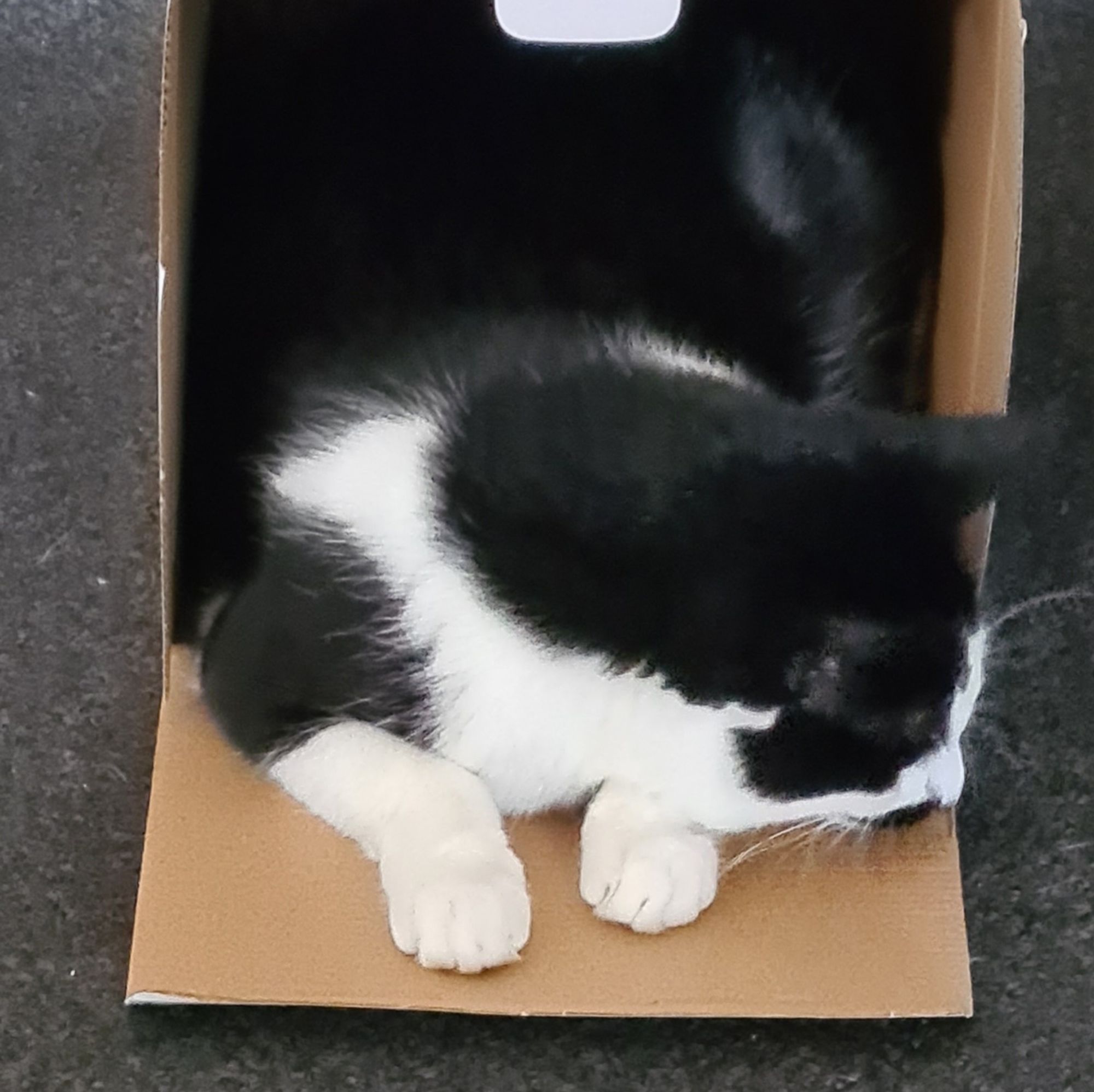 A small black and white cat has crammed herself into a small box that is barely big enough for her to turn around in.