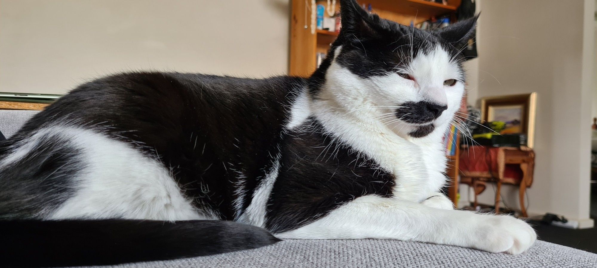 A black and white cat sitting on a couch cushion. She's still awake bit her eyes are mostly closed and look quite snoozy.