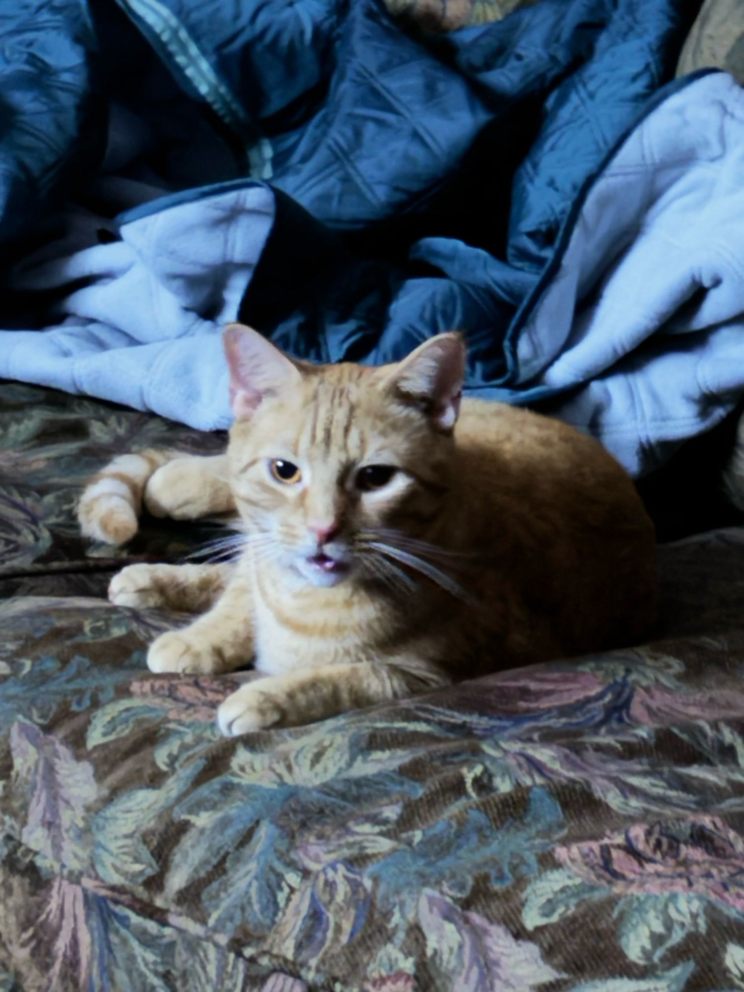 Ulysses the Orange Cat sitting on the living room sofa appear content with himself now that Dad is awake way too early