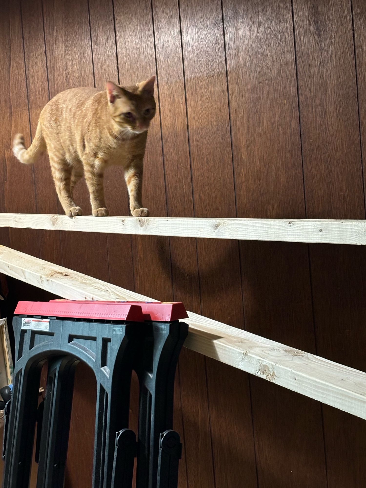 Ulysses the orange cat walking on lumber and making the job harder