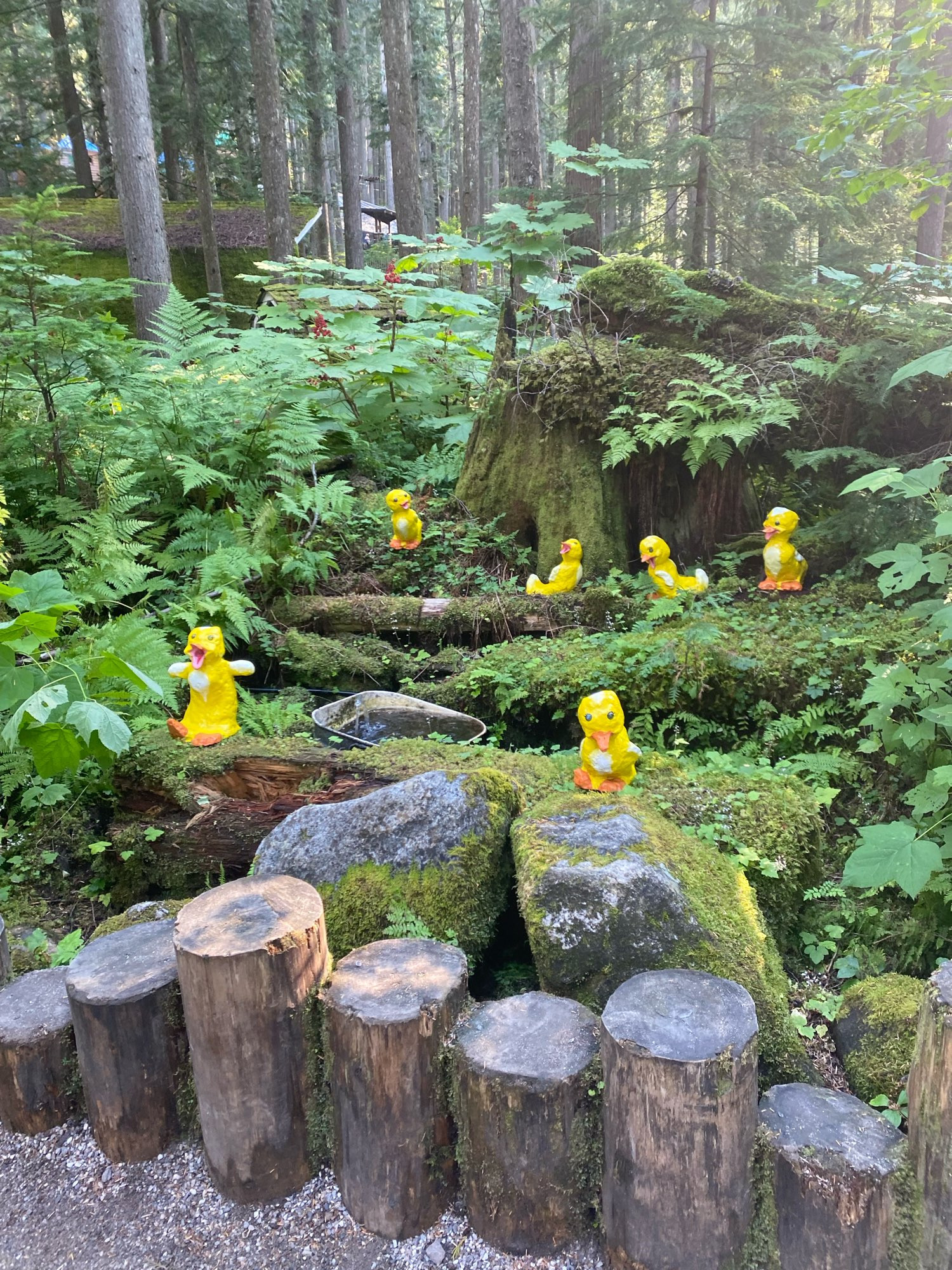 Pretty forest interrupted by multiple lumpy yellow duck sculptures