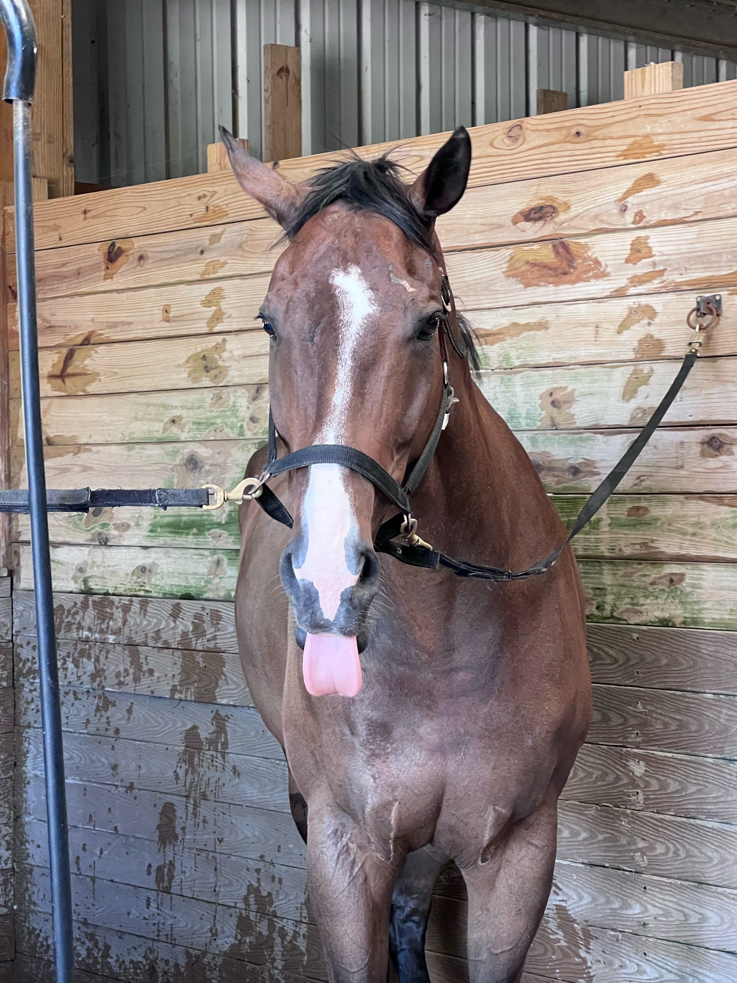 A Horse sticking its tongue out