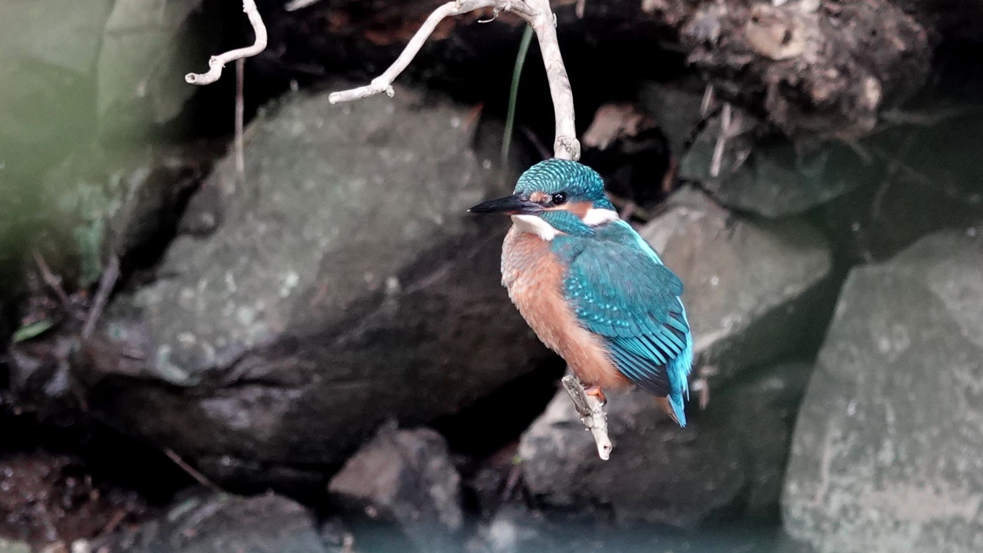 A kingfisher perched on a branch with rocks behind. It is facing left, head turned slightly towards us. Mottled green/blue head and back, orange tummy.