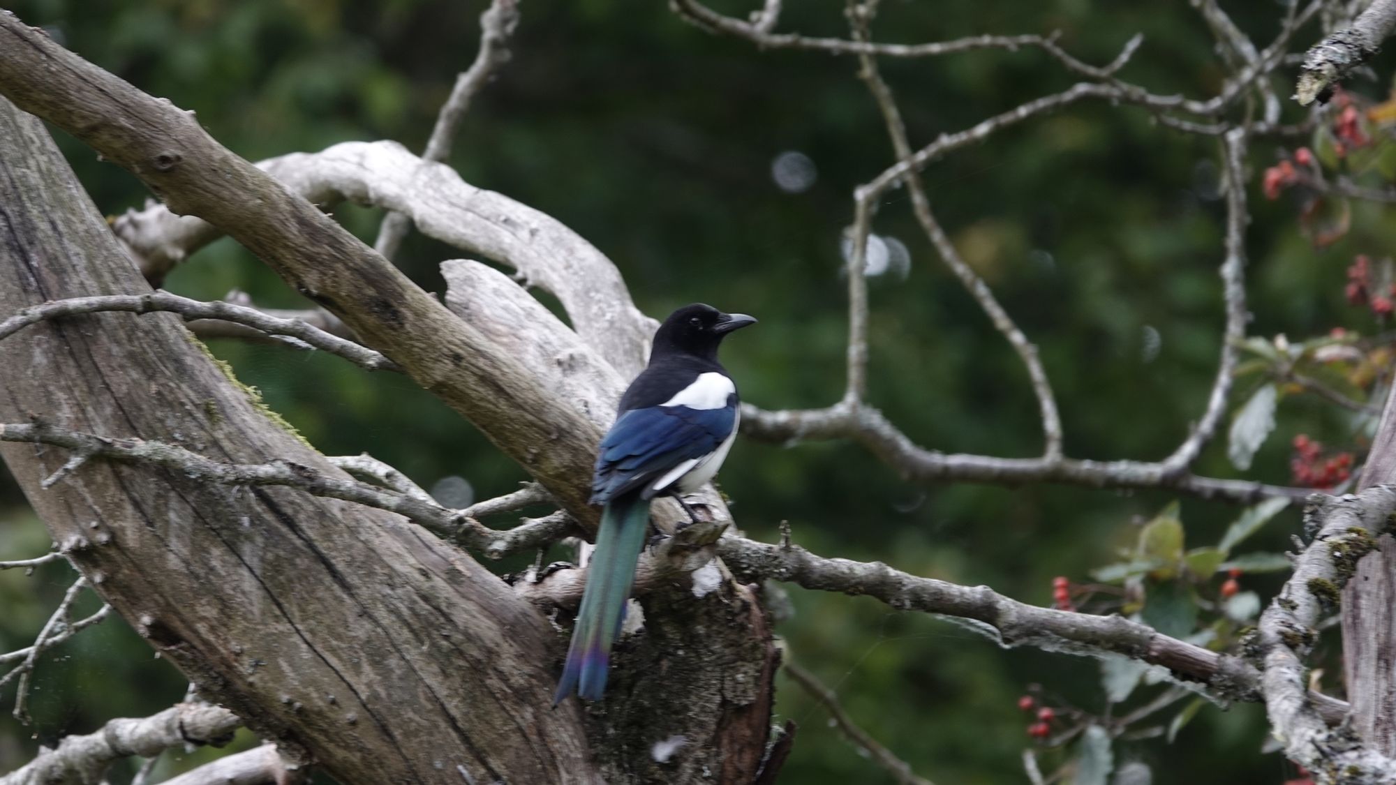 A magpie perched on a branch, facing towards the right. It has a black head, white and blue body, and long green and purple tail. Very distinguished.