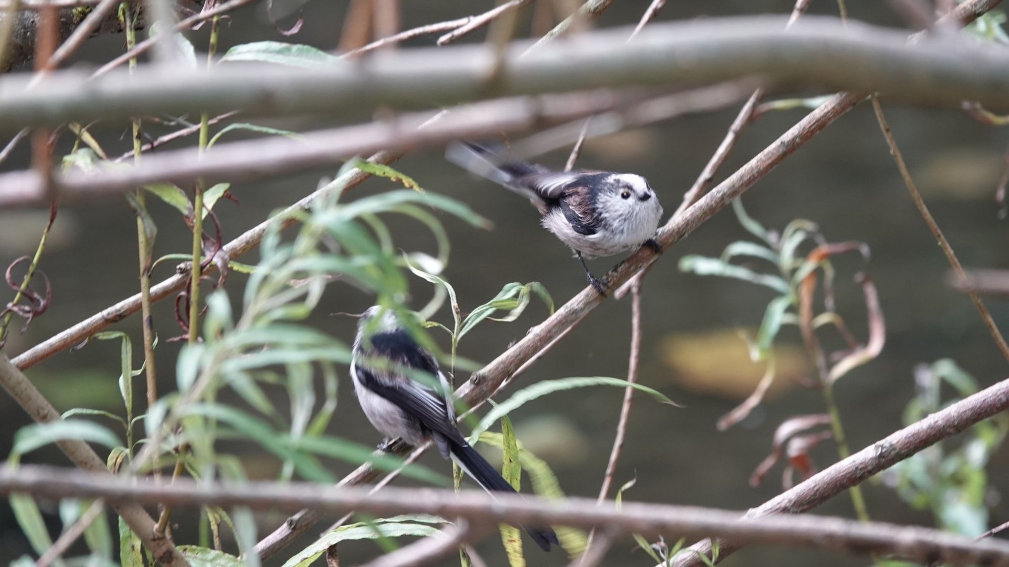 Two long tailed tits in a willow bush. They are facing towards and away from us, small light/grey body, and black/red long tails. Blurry tails, cos they're moving a lot.