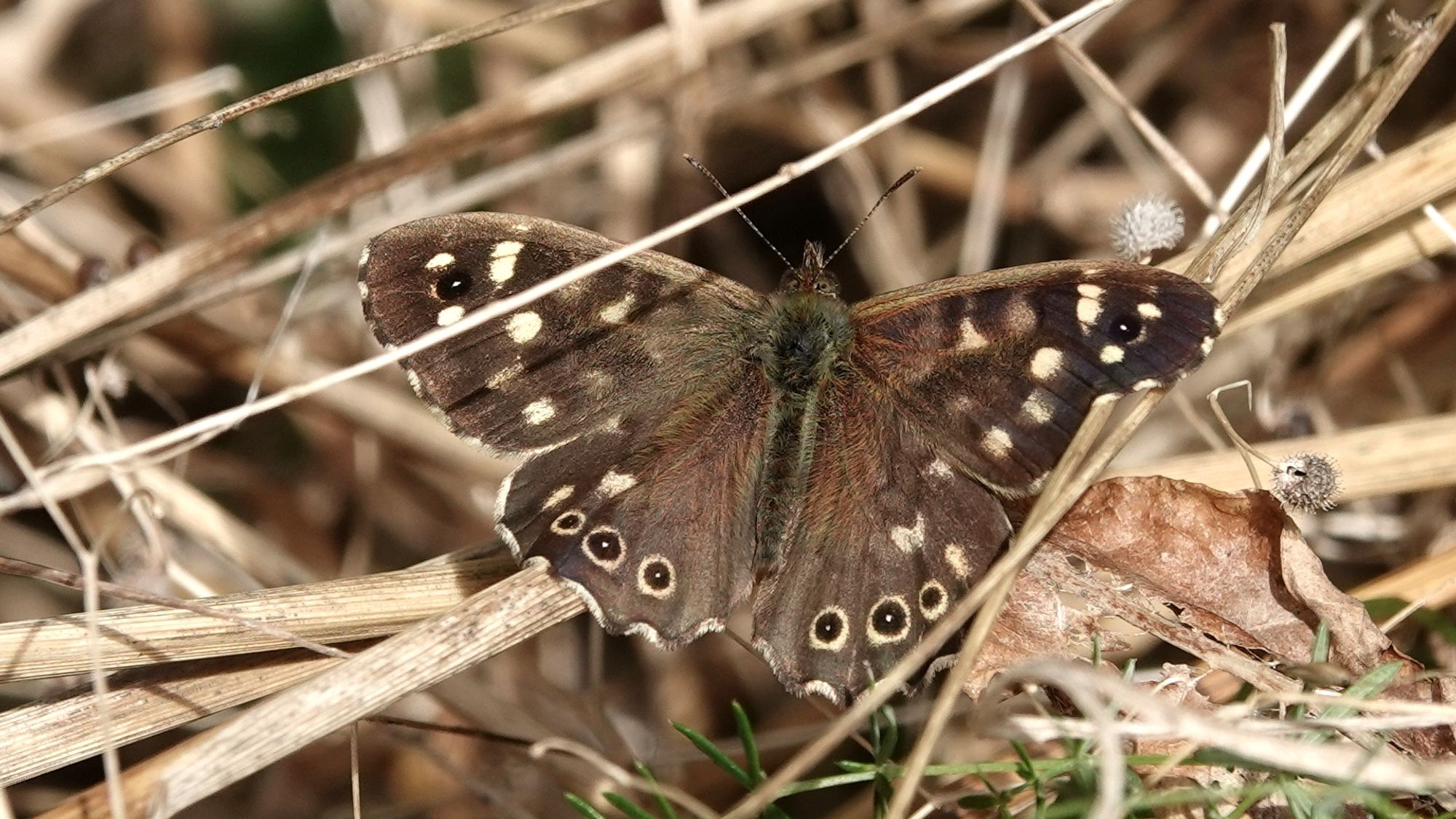 A speckled wood butterfly on yellow dead grass stems. It is pointing up in the image, with wings spread. Dark brown body, and brown and spotted/eyed wings.