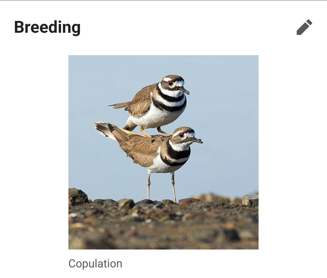 Screenshot of Wikipedia page about killdeer (a type of bird) reproduction. One bird is just standing on the other