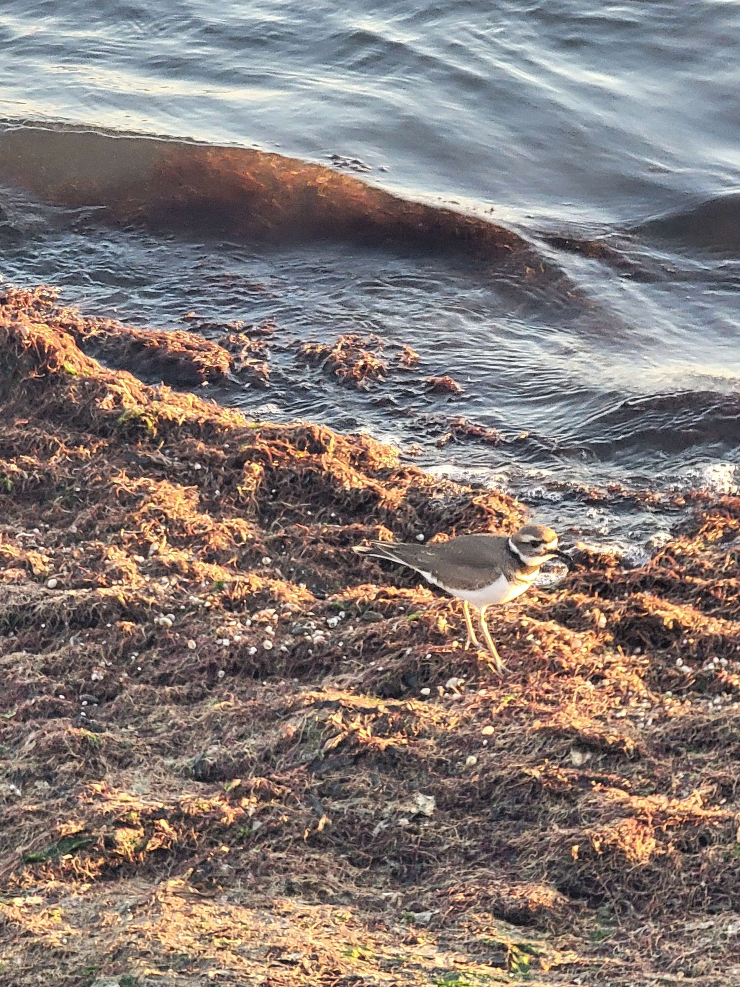 A small shorebird with yellow legs, a brown body and white belly, and some dark stripes around the neck and breast