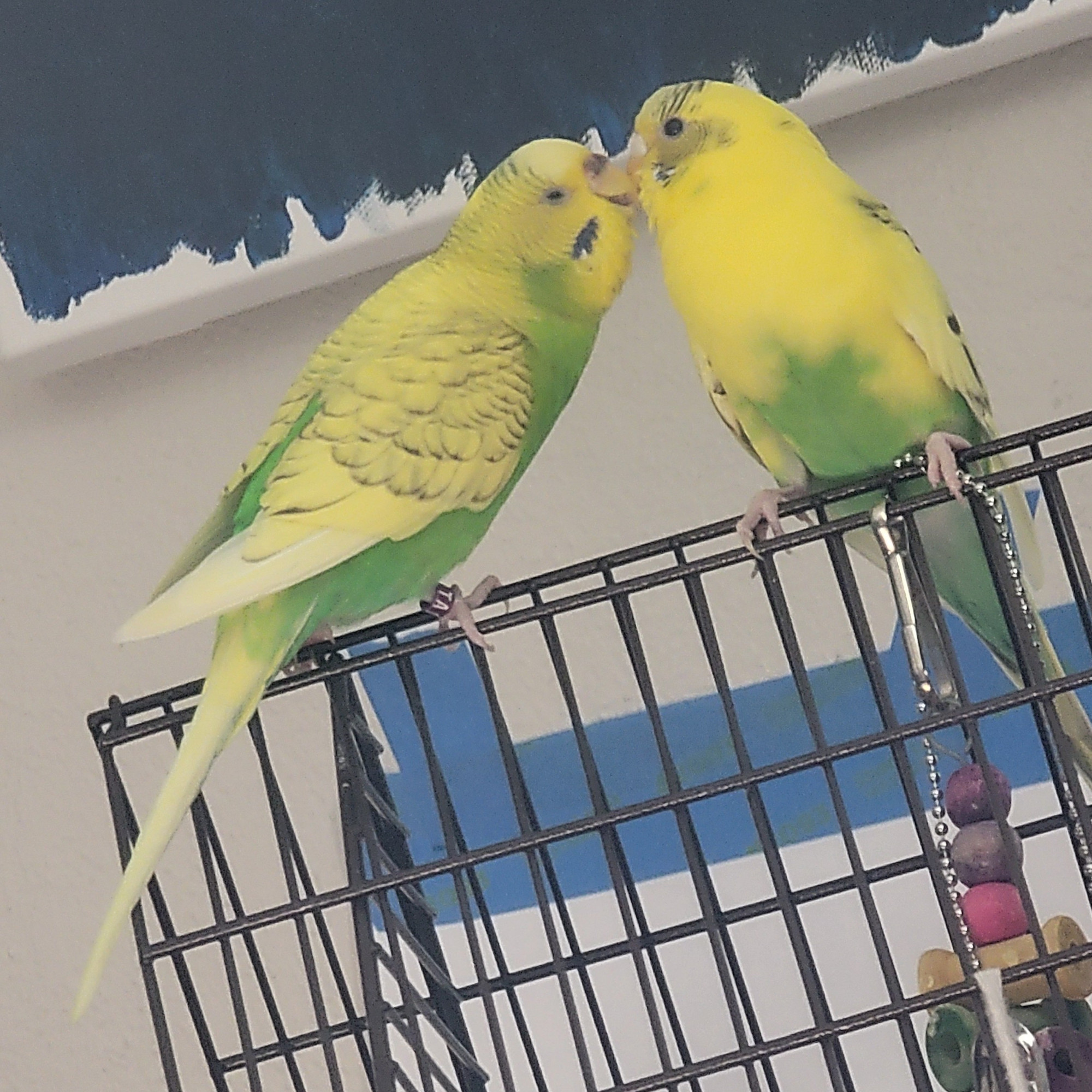 One yellow and green parakeet using her beak to preen the face of another parakeet