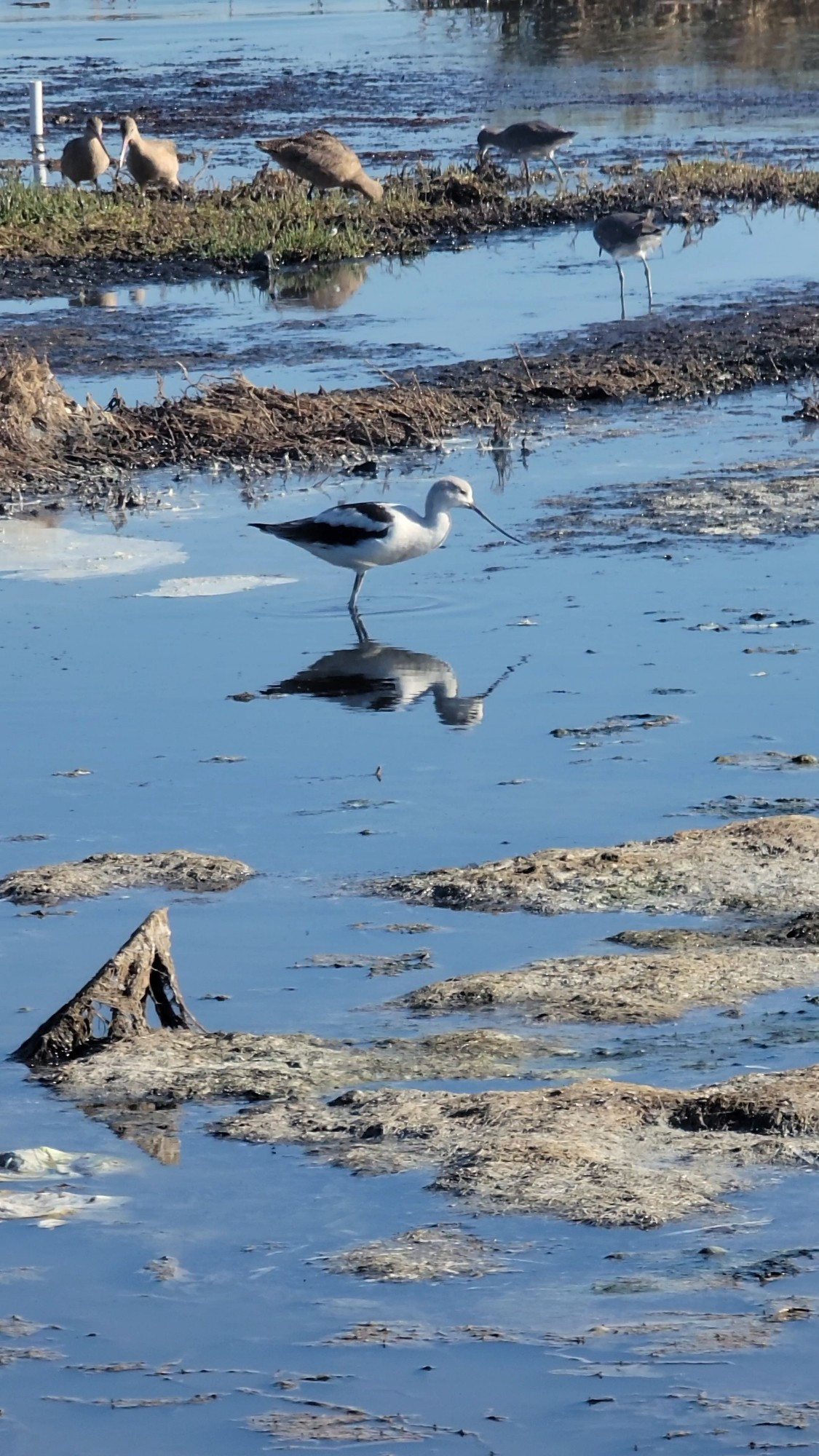 Black and white bird standing in shallow water, with long legs and a long bill that gently curves upwards