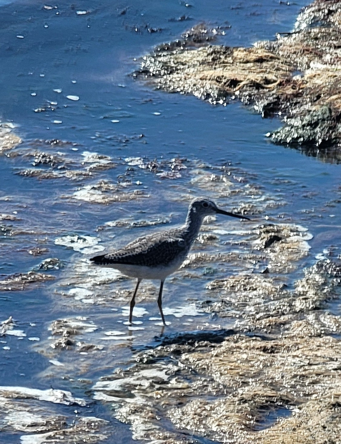 Shorebird with long yellow legs