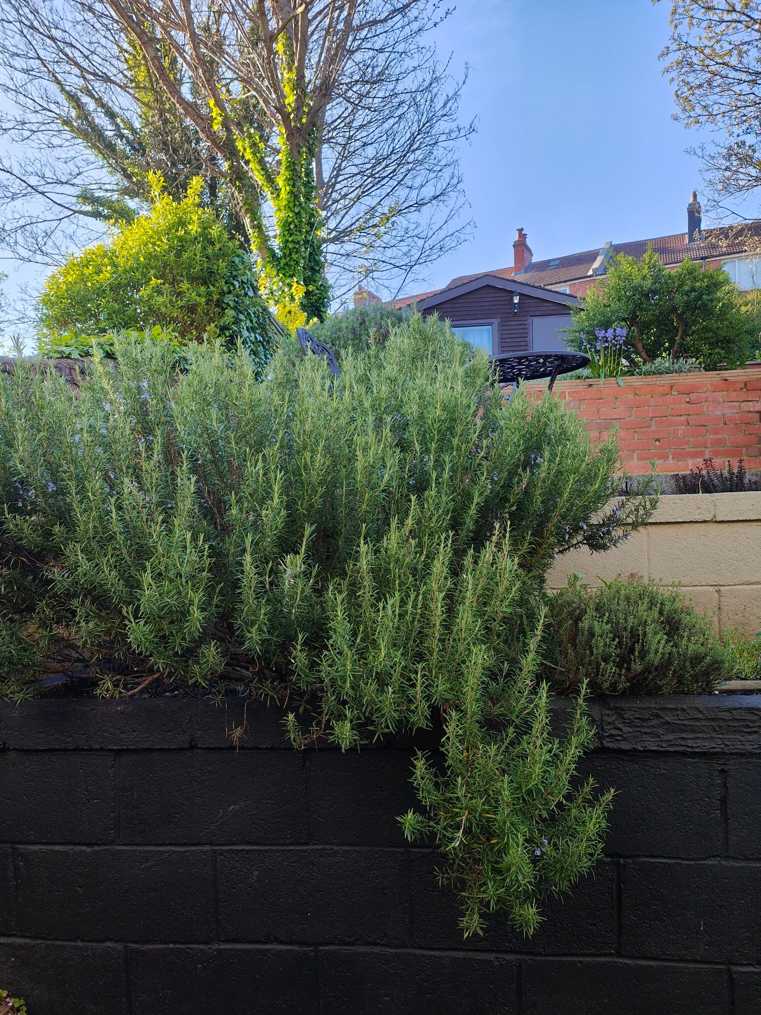 A beautiful sunny blue sky day in my back garden. The sun shines on the black painted brick wall that the rosemary bush tumbles over. Behind this you can see a cream wall that acts as the base for level 2 where a black iron table can be seen and some small plants. Behind this is a terracotta coloured brick wall that has a variety of small bushes on it and behind that is a brown summerhouse, and houses on the next street. To the left are some ivy laden trees.