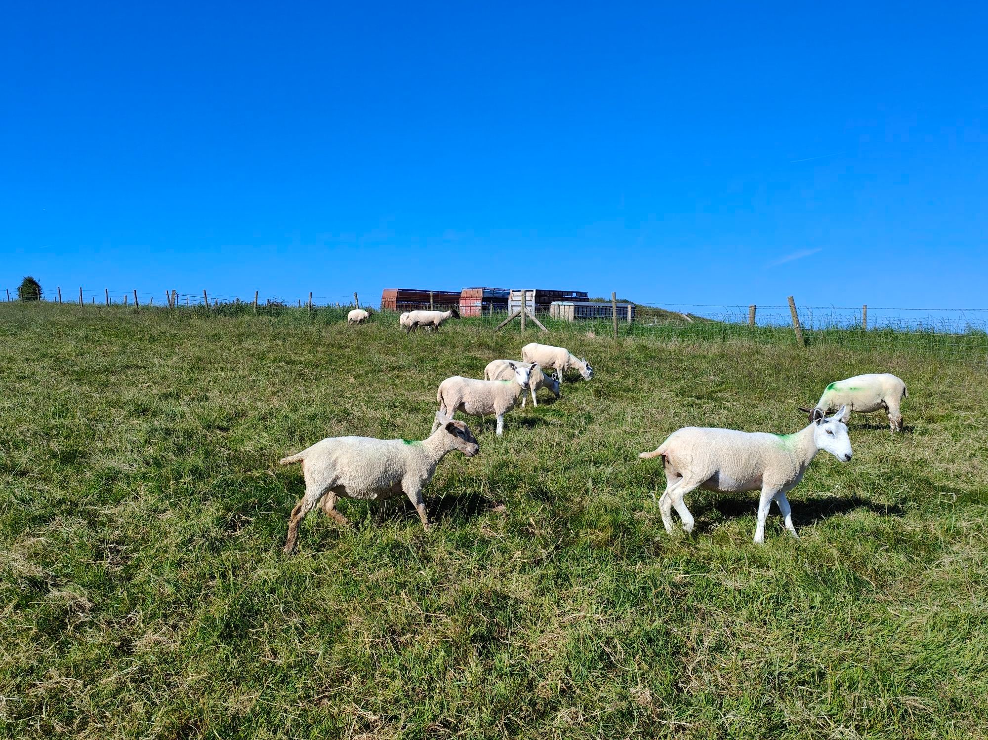 White sheep graze in a green field