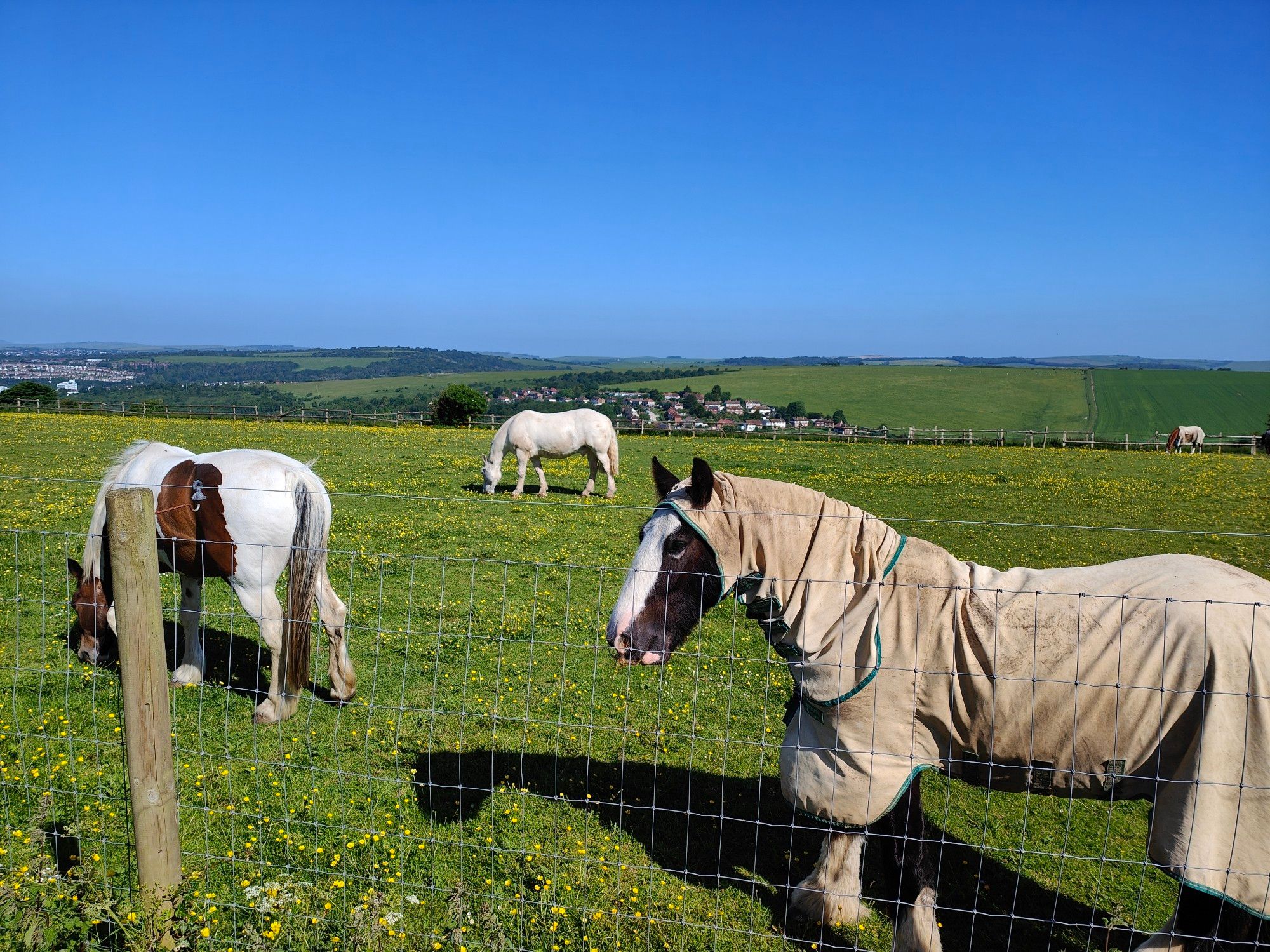 Three white horses grazing in a green field under blue skies