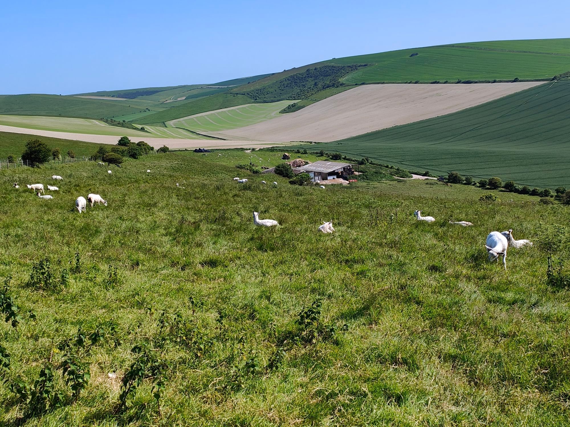 Sheep grazing on a green field with other green fields and a valley in the background