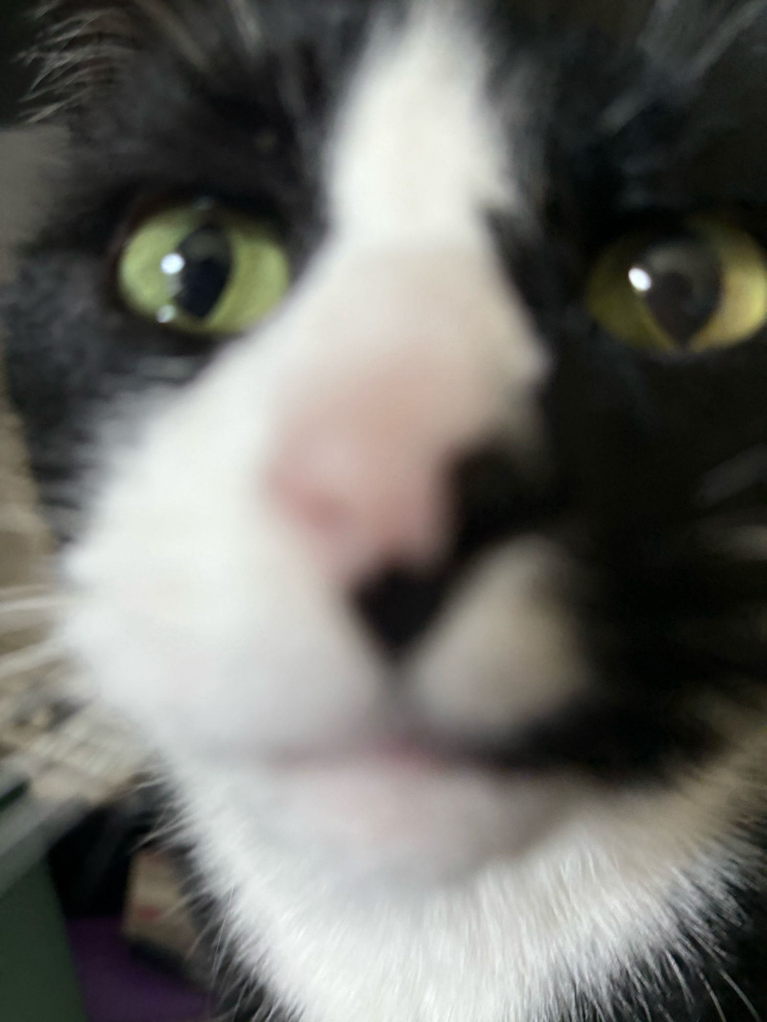 Close-up on the face of a tuxedo cat with a pink-and-black nose. HE WANTS KISSES NOW.