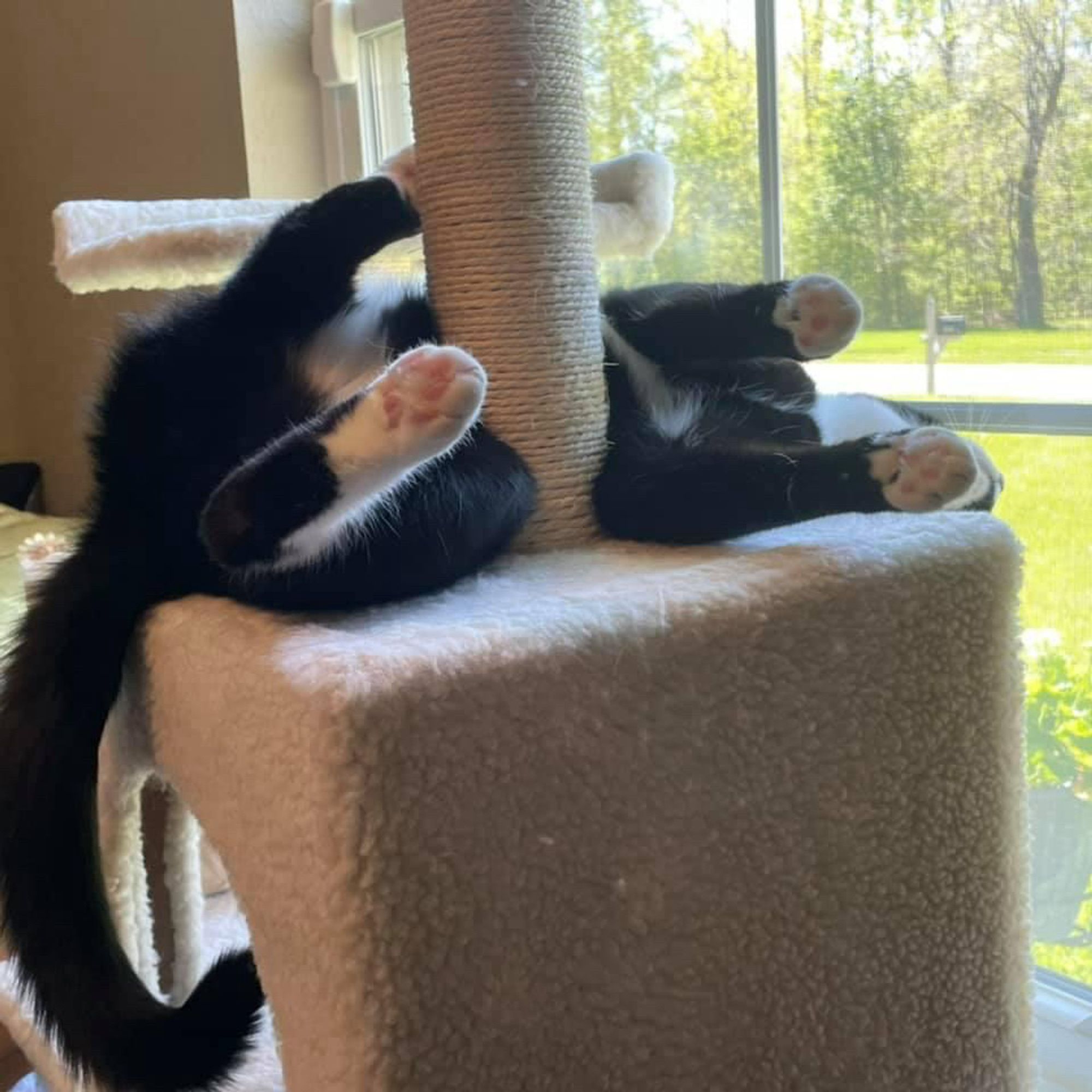 A tuxedo cat is pictured upside down on a cream-colored cat tree beside a window.