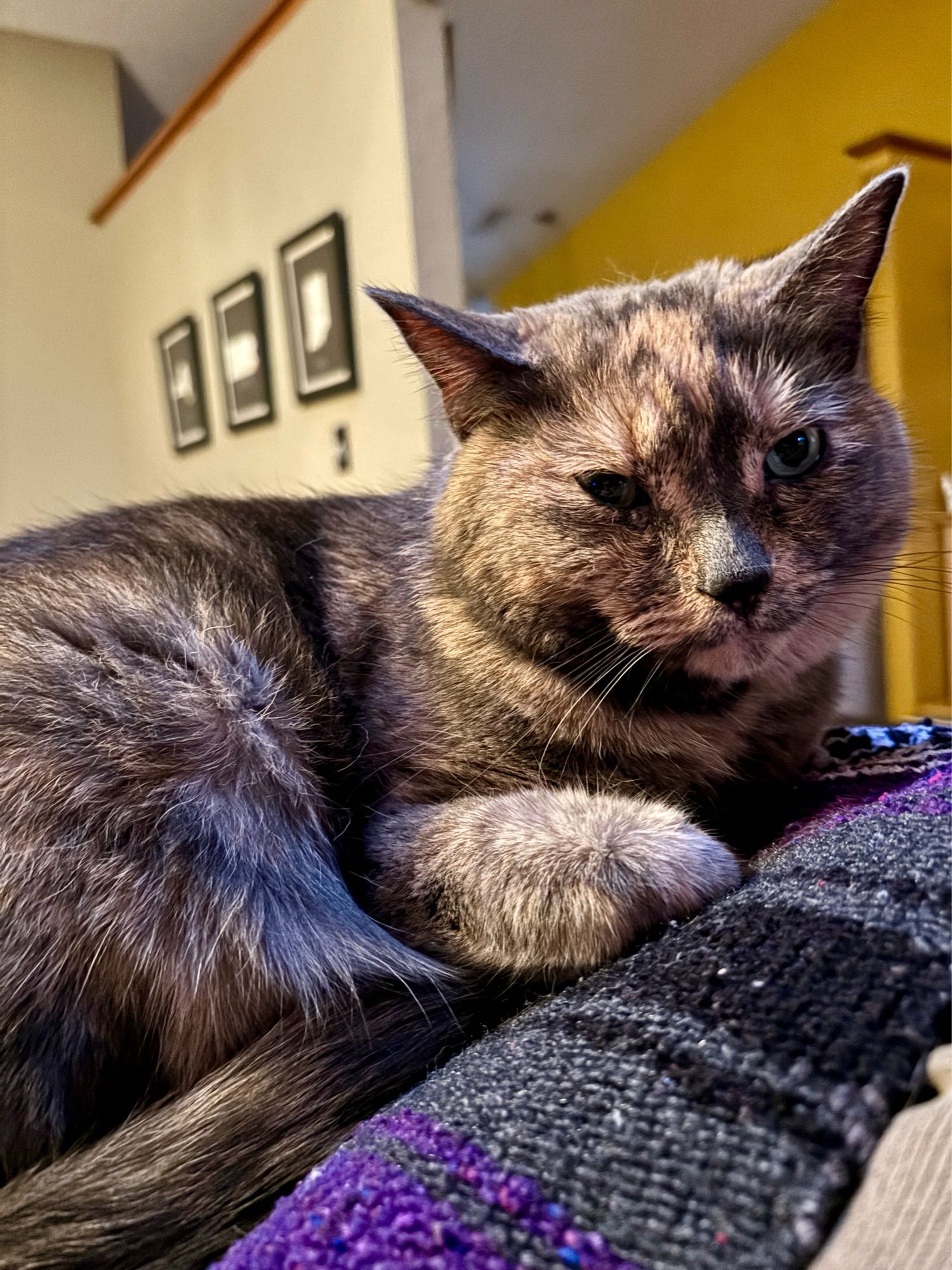 A dilute tortoiseshell cat sits on a multicolored blanket and stares at the photographer. Her left eye is open wide and her left ear is perked up; her right eye is half closed (as if expressing skepticism) and her right ear is off to the side.