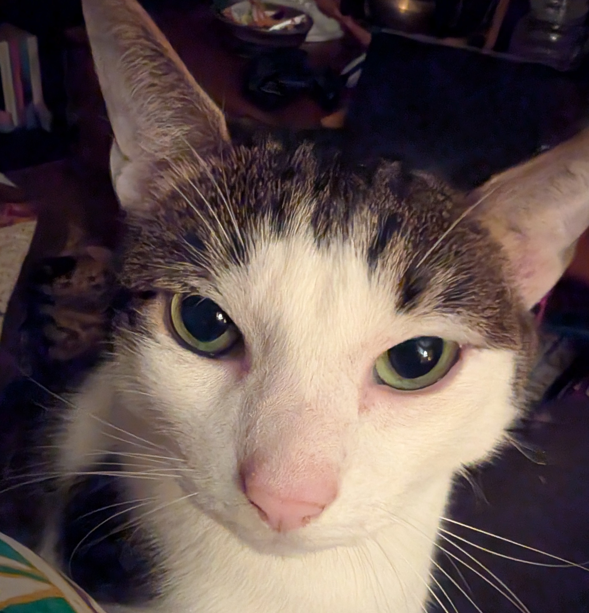 Pinky Earl and you can see a hint in his eyes of what a bad baby he can be.