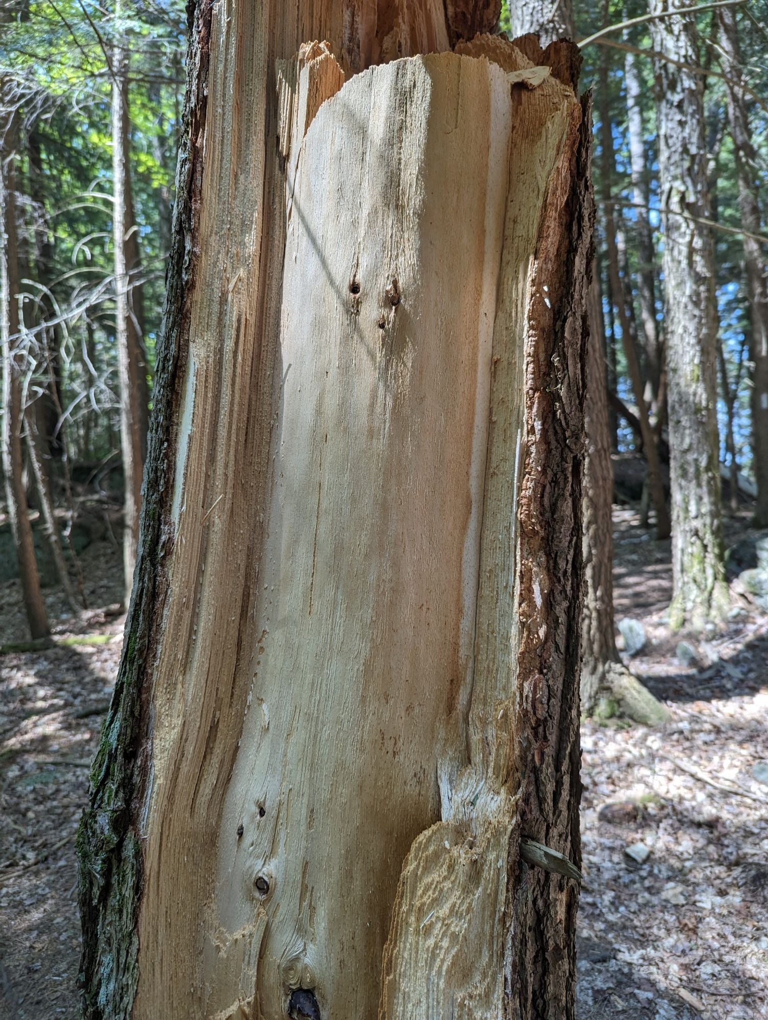 Broken section of a fallen tree.